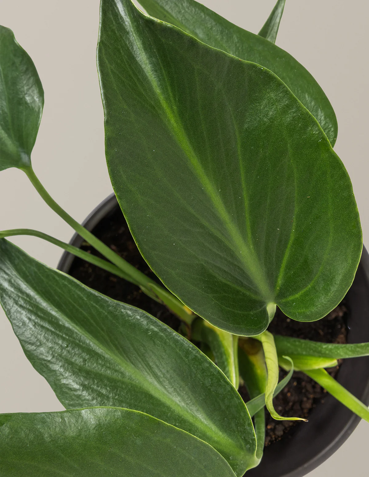 Monstera Burle Marx Flame - Image 6