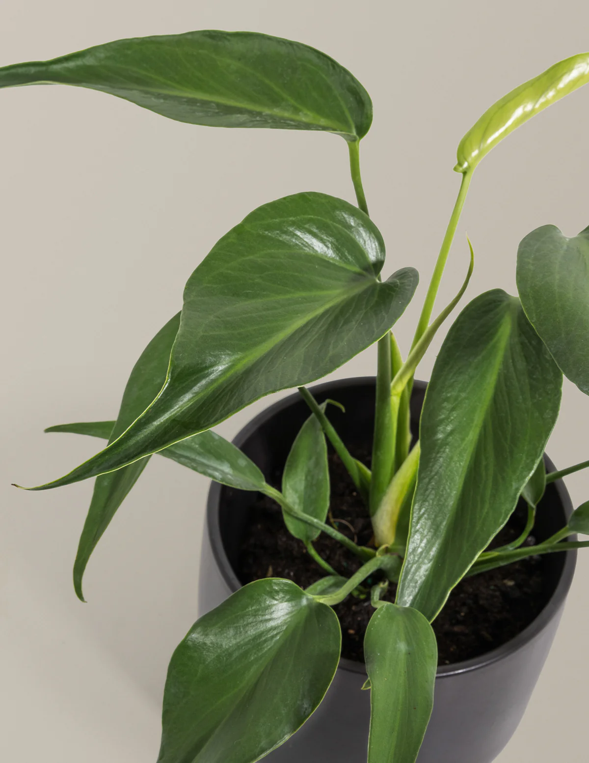 Monstera Burle Marx Flame - Image 8