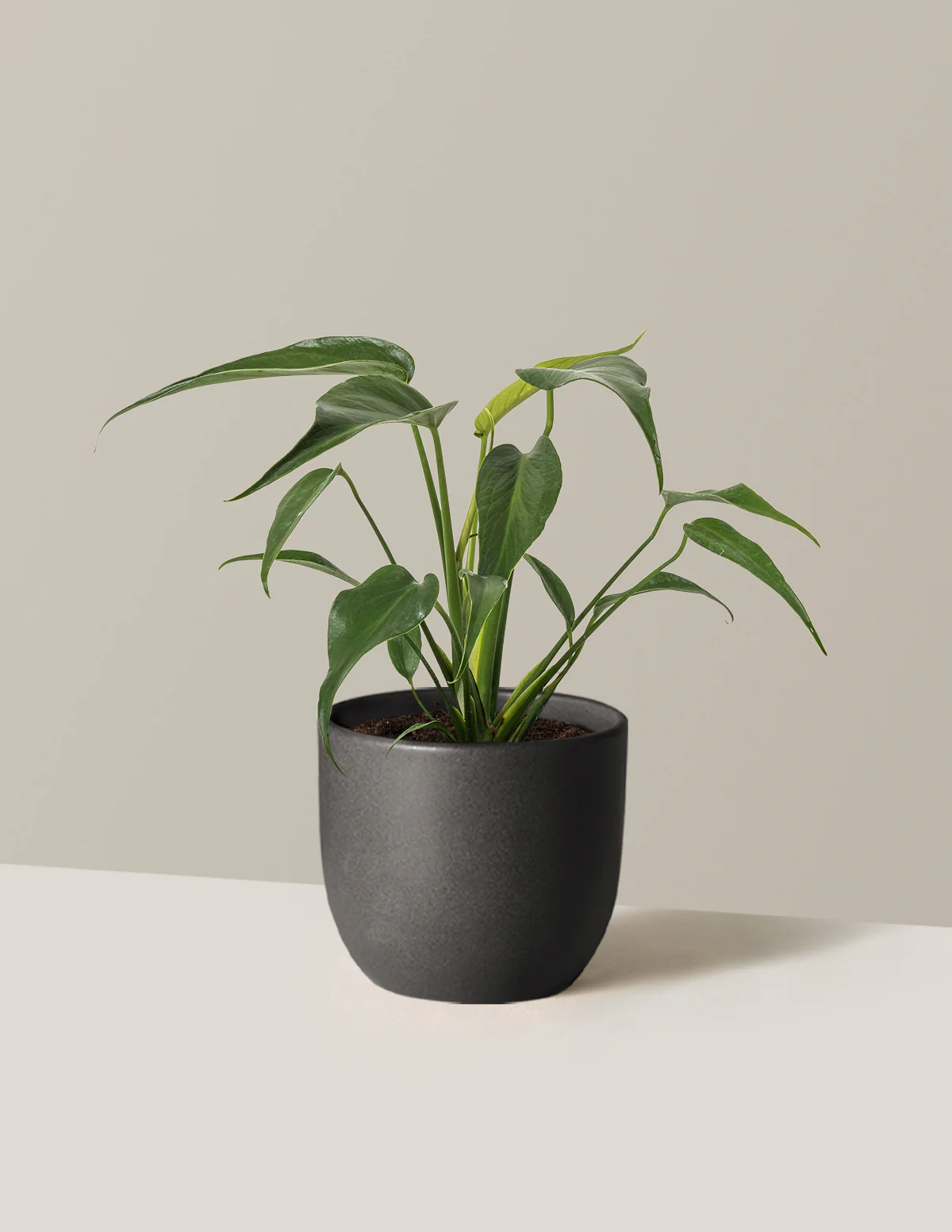 Monstera Burle Marx Flame - Image 9