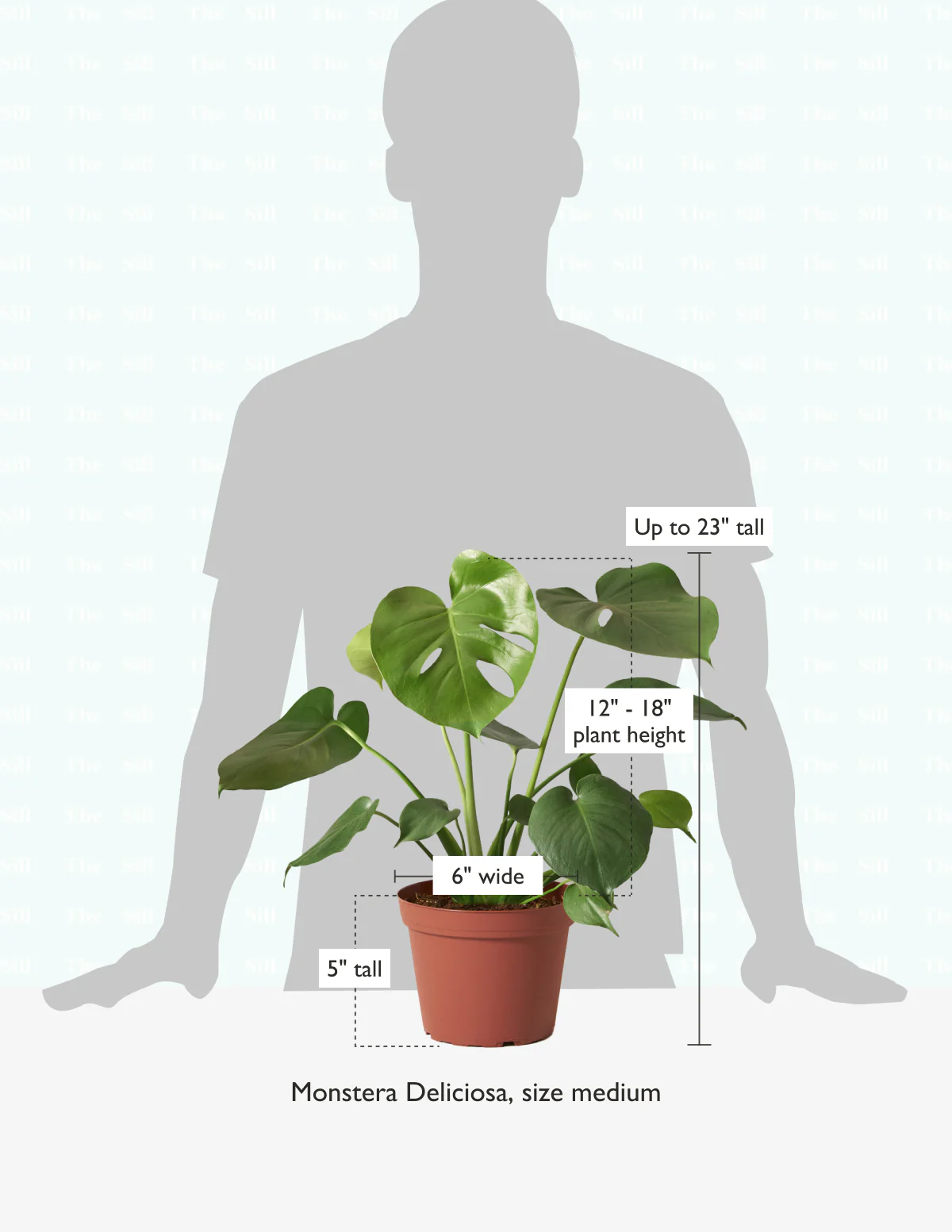 Monstera Deliciosa - Image 11