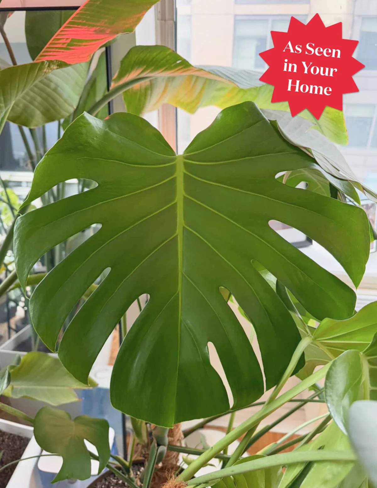 Monstera Deliciosa - Image 13