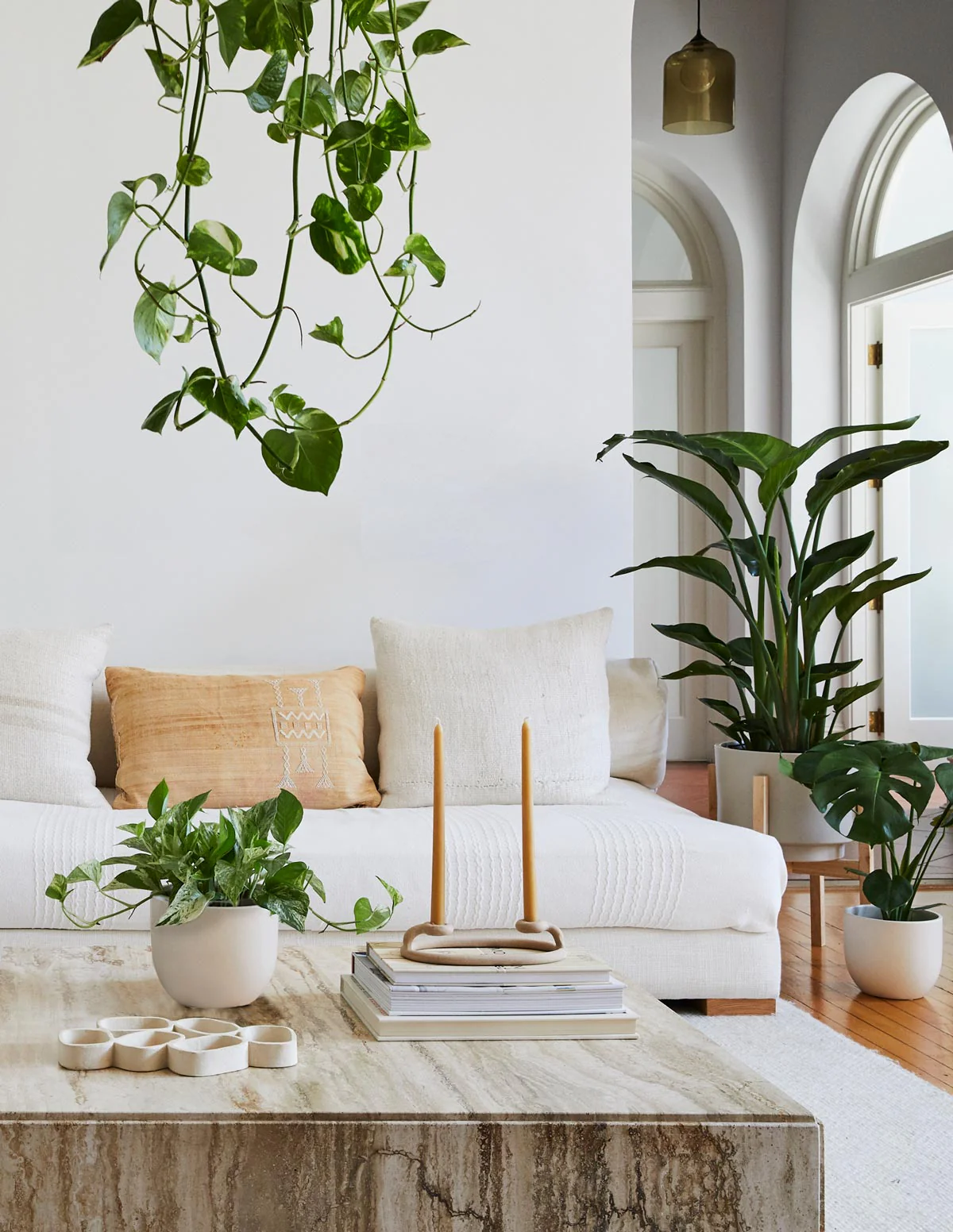 Monstera Deliciosa - Image 16