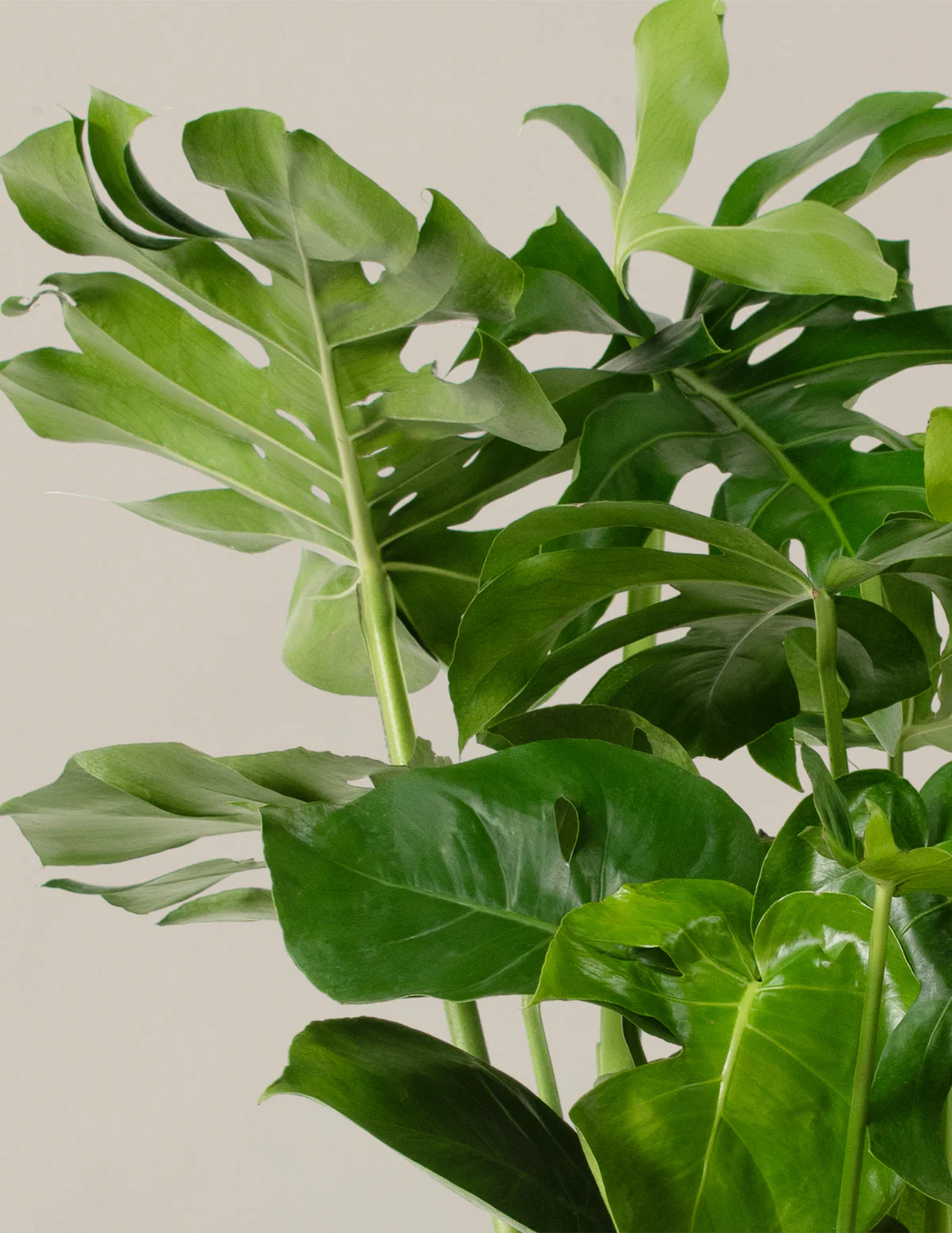 Monstera Deliciosa - Image 17