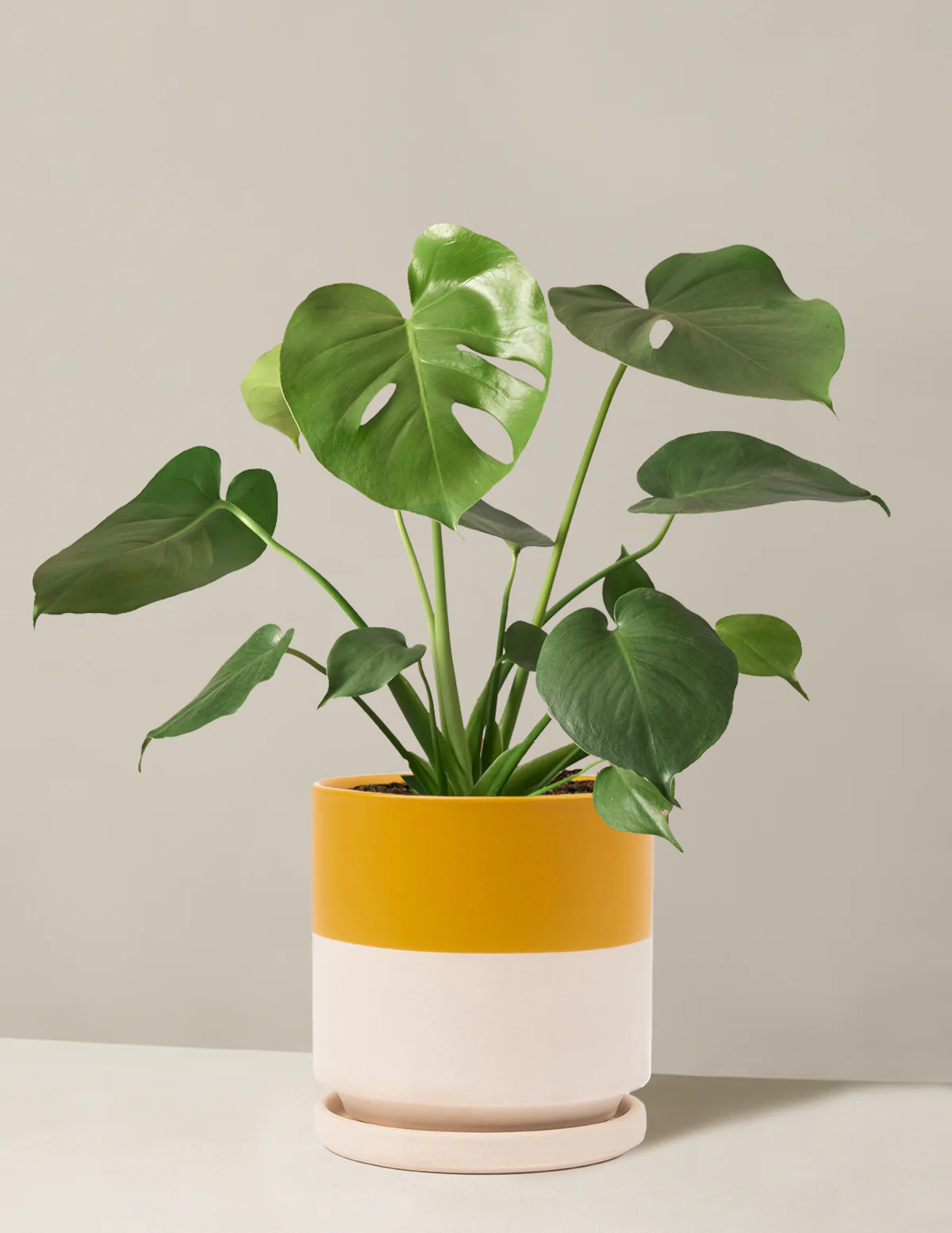 Monstera Deliciosa - Image 25