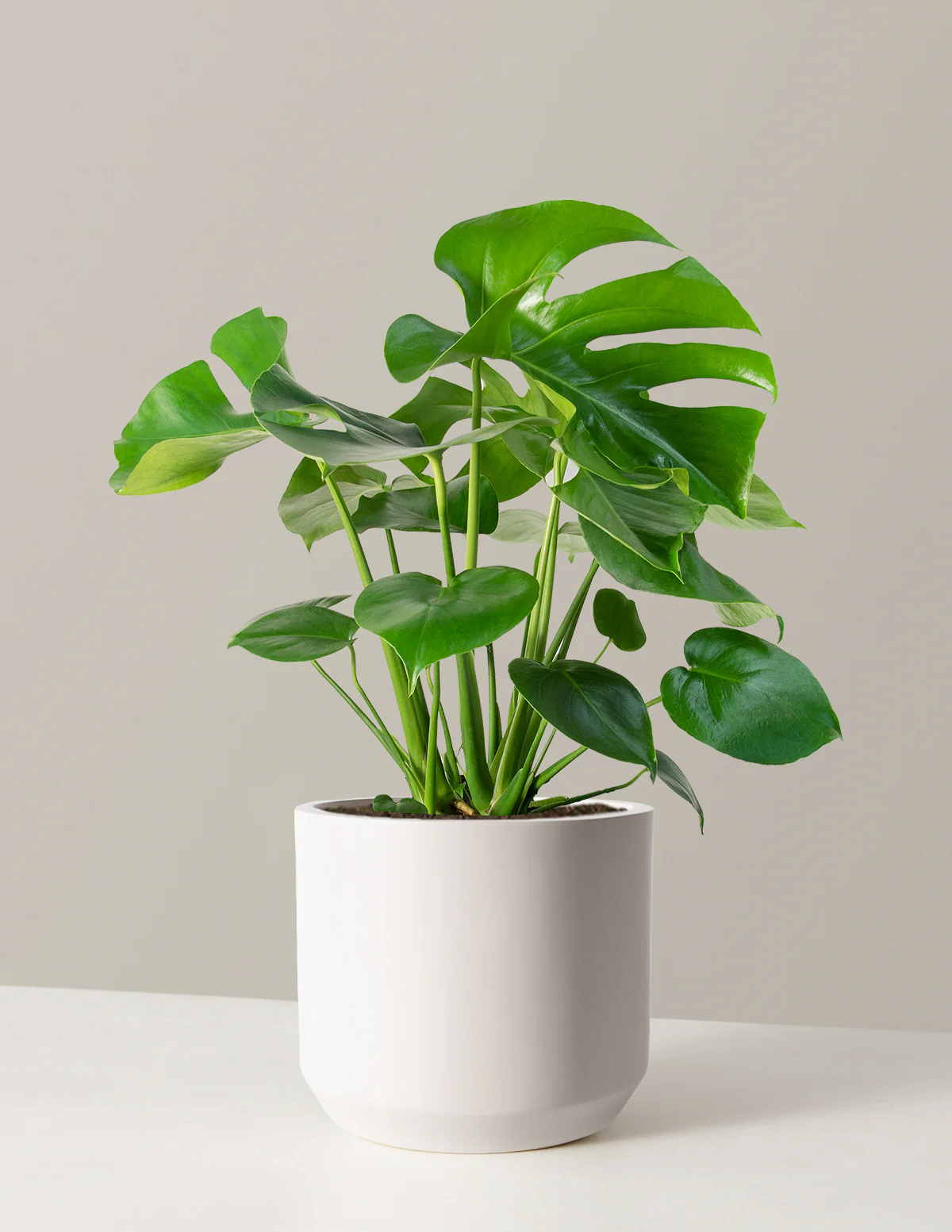 Monstera Deliciosa - Image 28