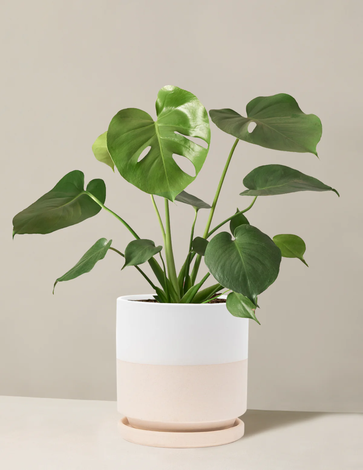 Monstera Deliciosa - Image 34