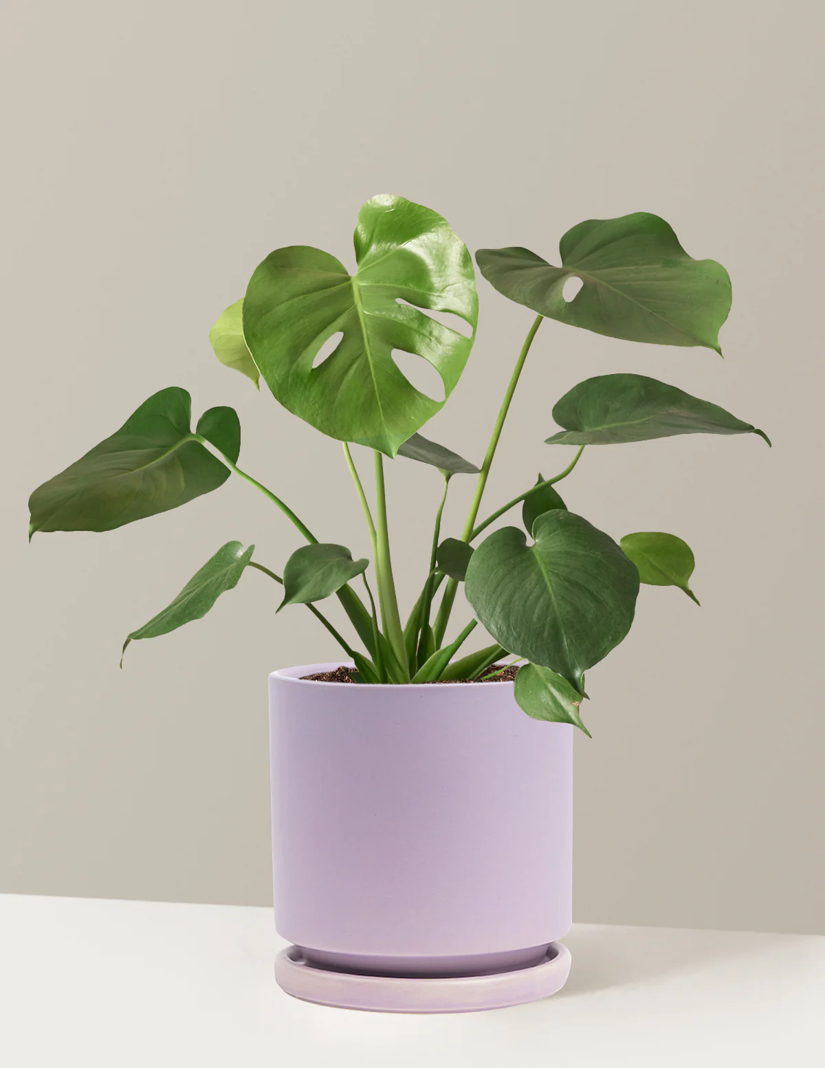 Monstera Deliciosa - Image 4