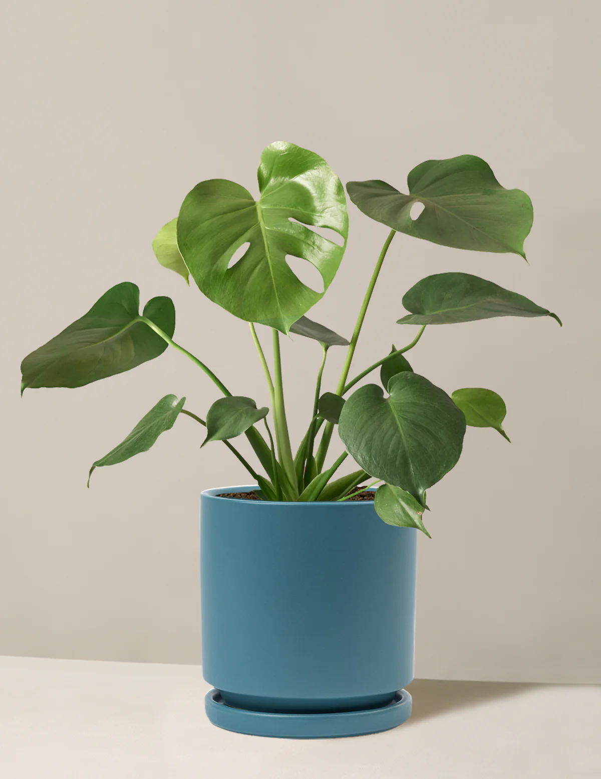 Monstera Deliciosa - Image 41