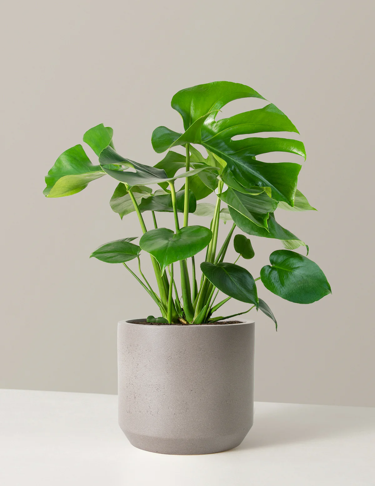 Monstera Deliciosa - Image 45