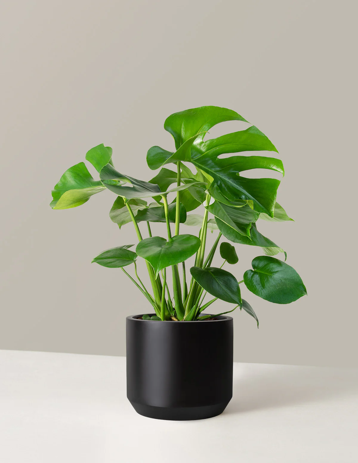 Monstera Deliciosa - Image 46