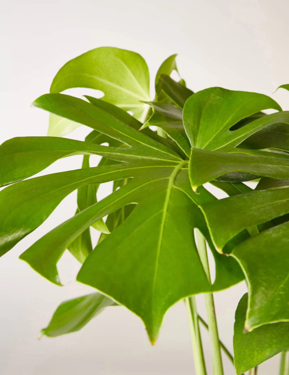 Monstera Deliciosa - Image 5