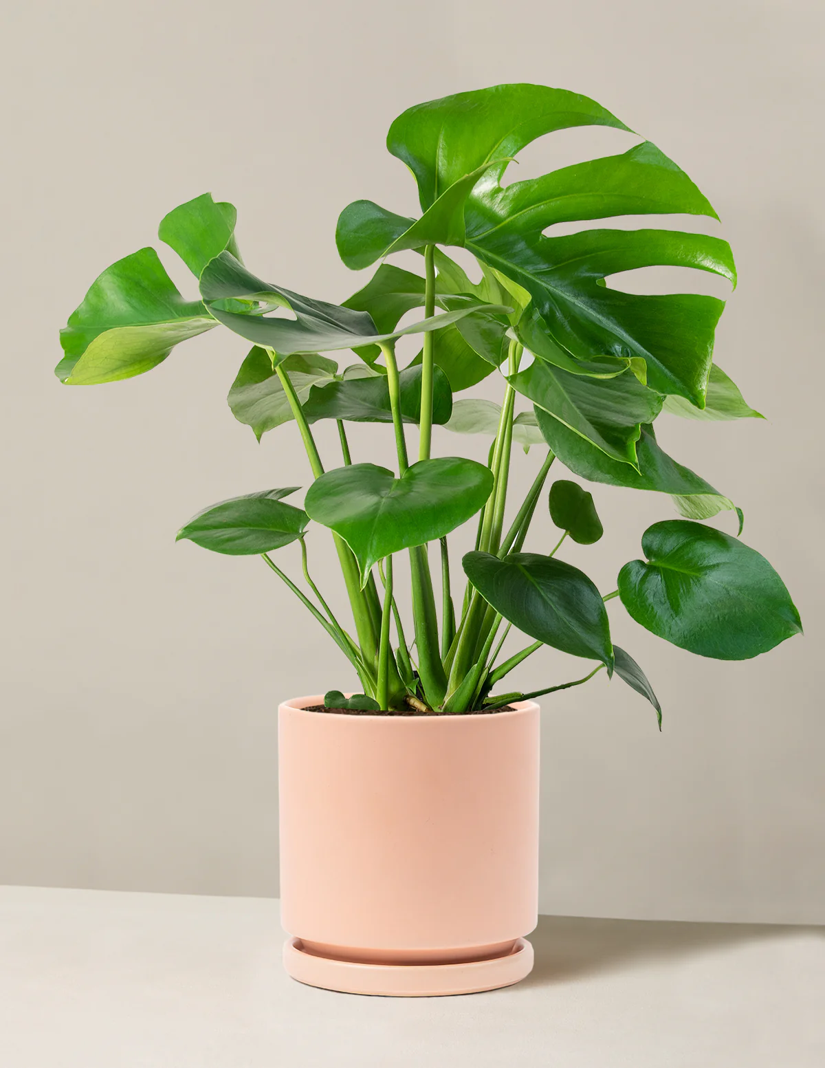 Monstera Deliciosa - Image 50