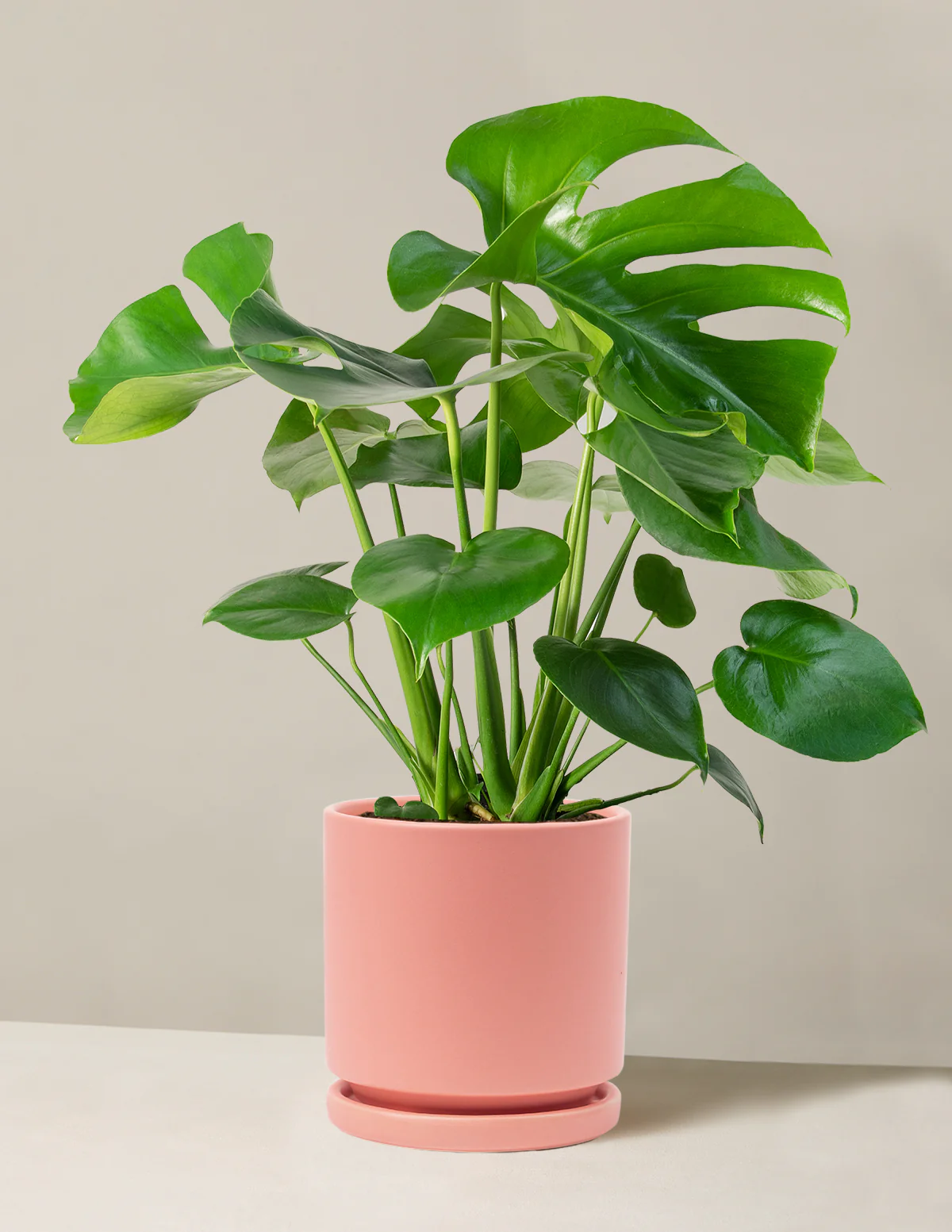 Monstera Deliciosa - Image 51