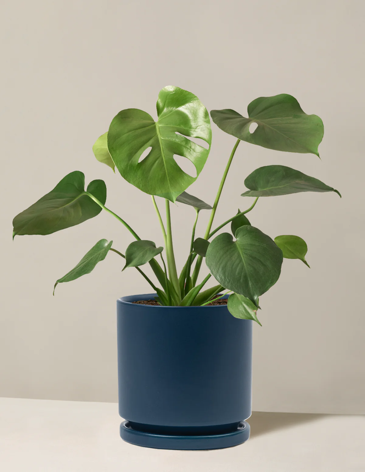 Monstera Deliciosa - Image 56