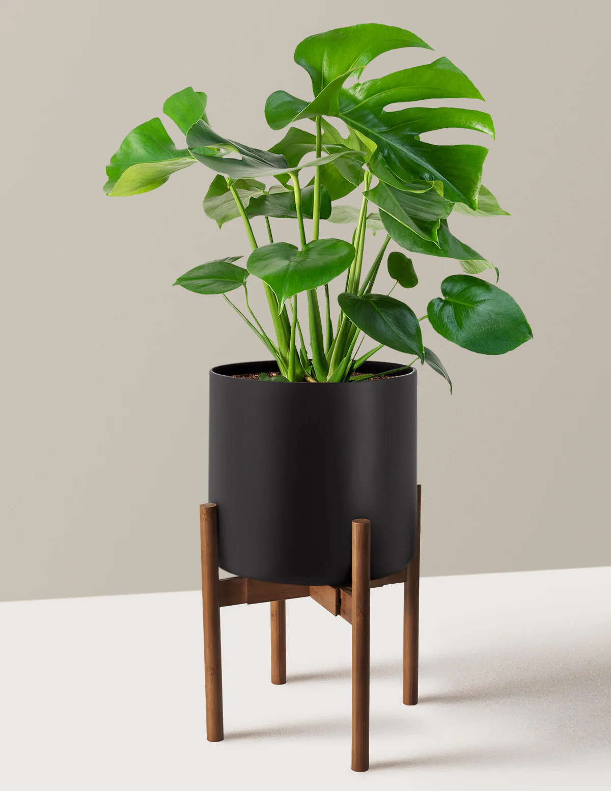 Monstera Deliciosa - Image 57