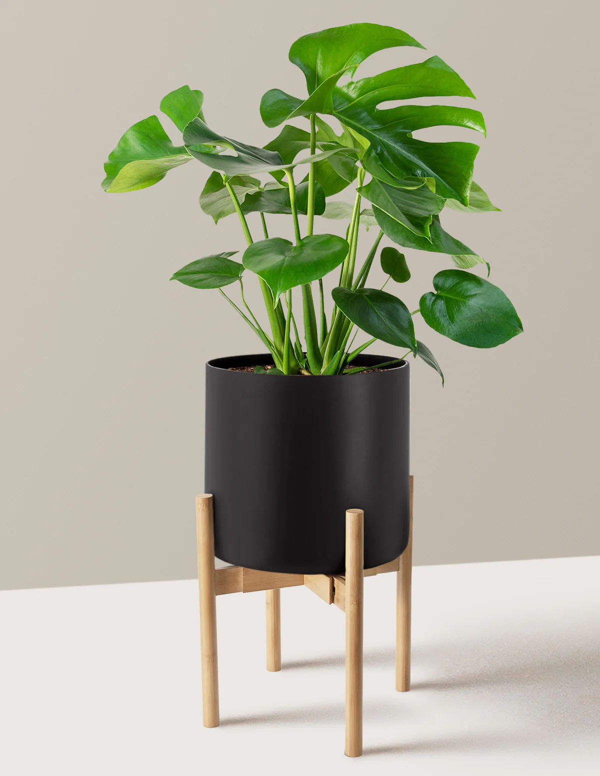Monstera Deliciosa - Image 58