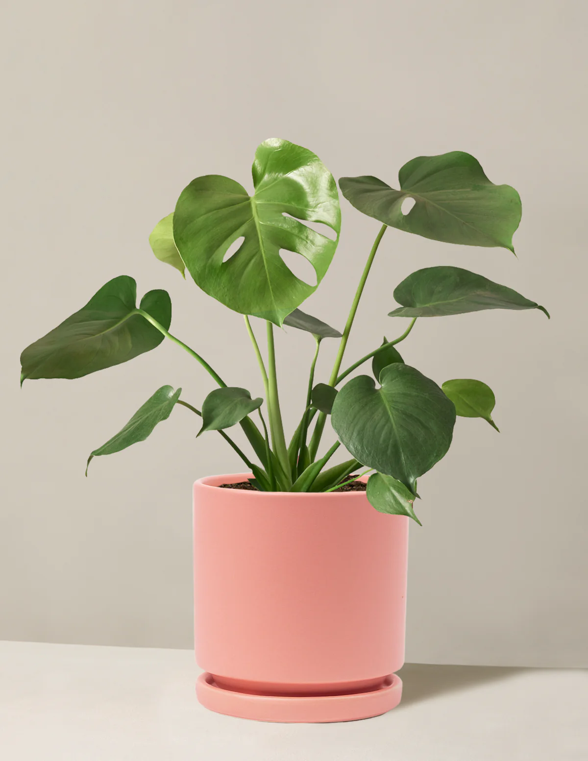 Monstera Deliciosa - Image 6
