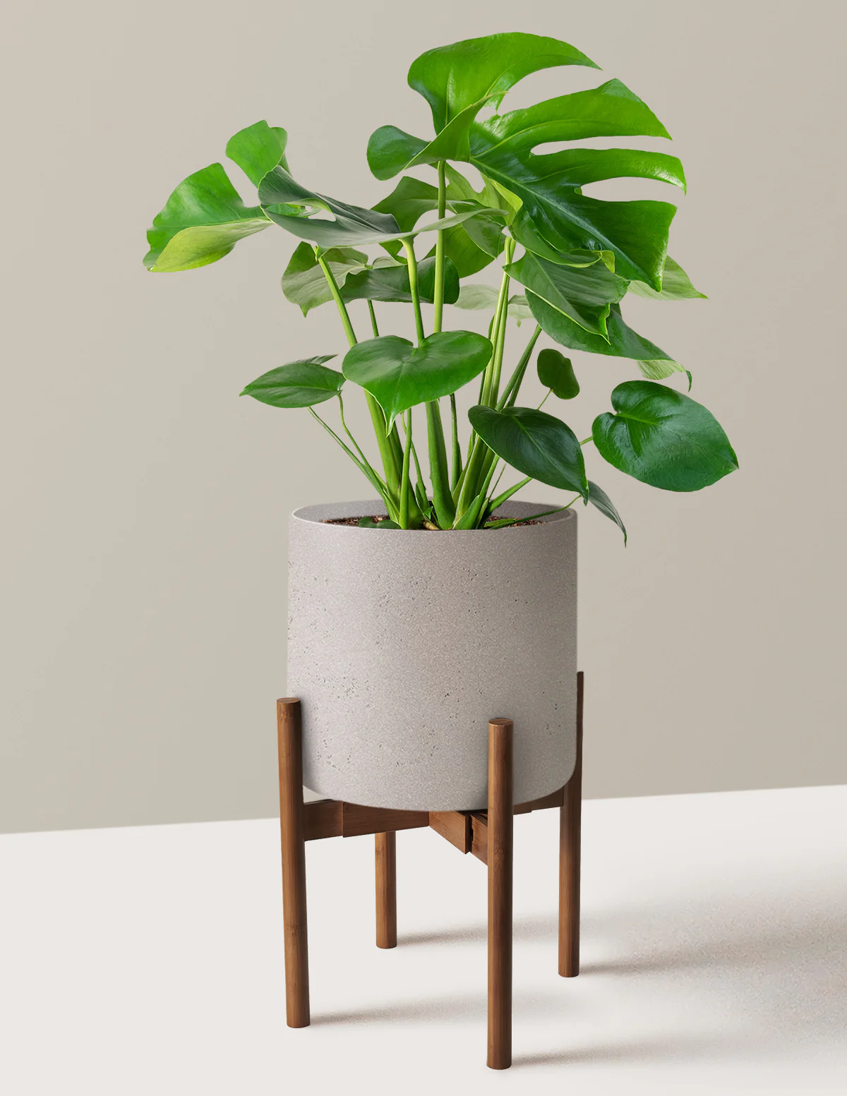 Monstera Deliciosa - Image 60