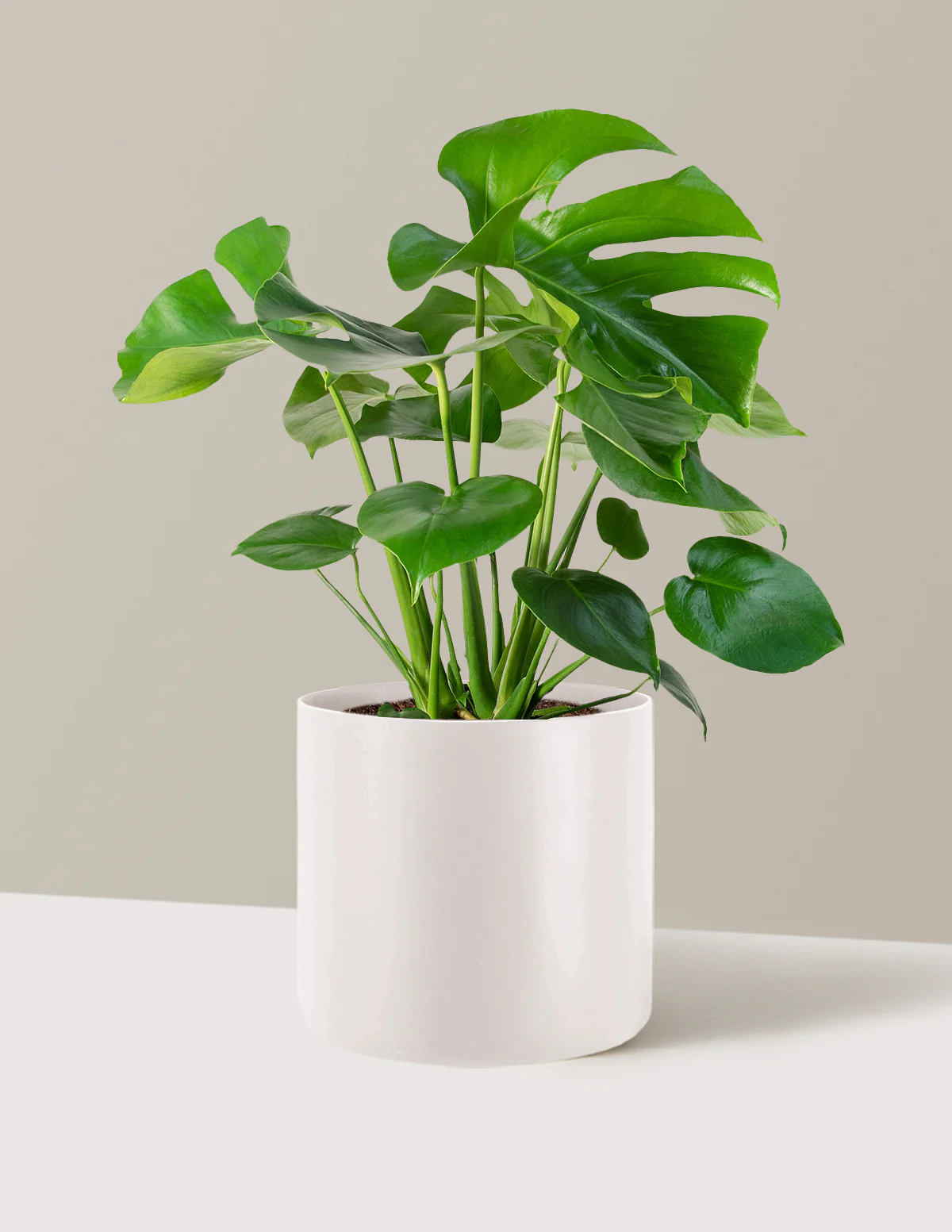 Monstera Deliciosa - Image 64