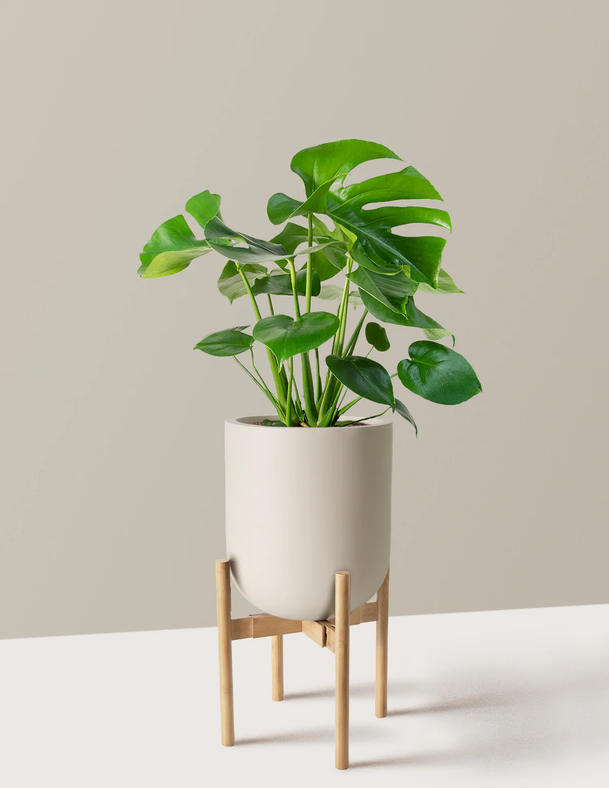 Monstera Deliciosa - Image 69