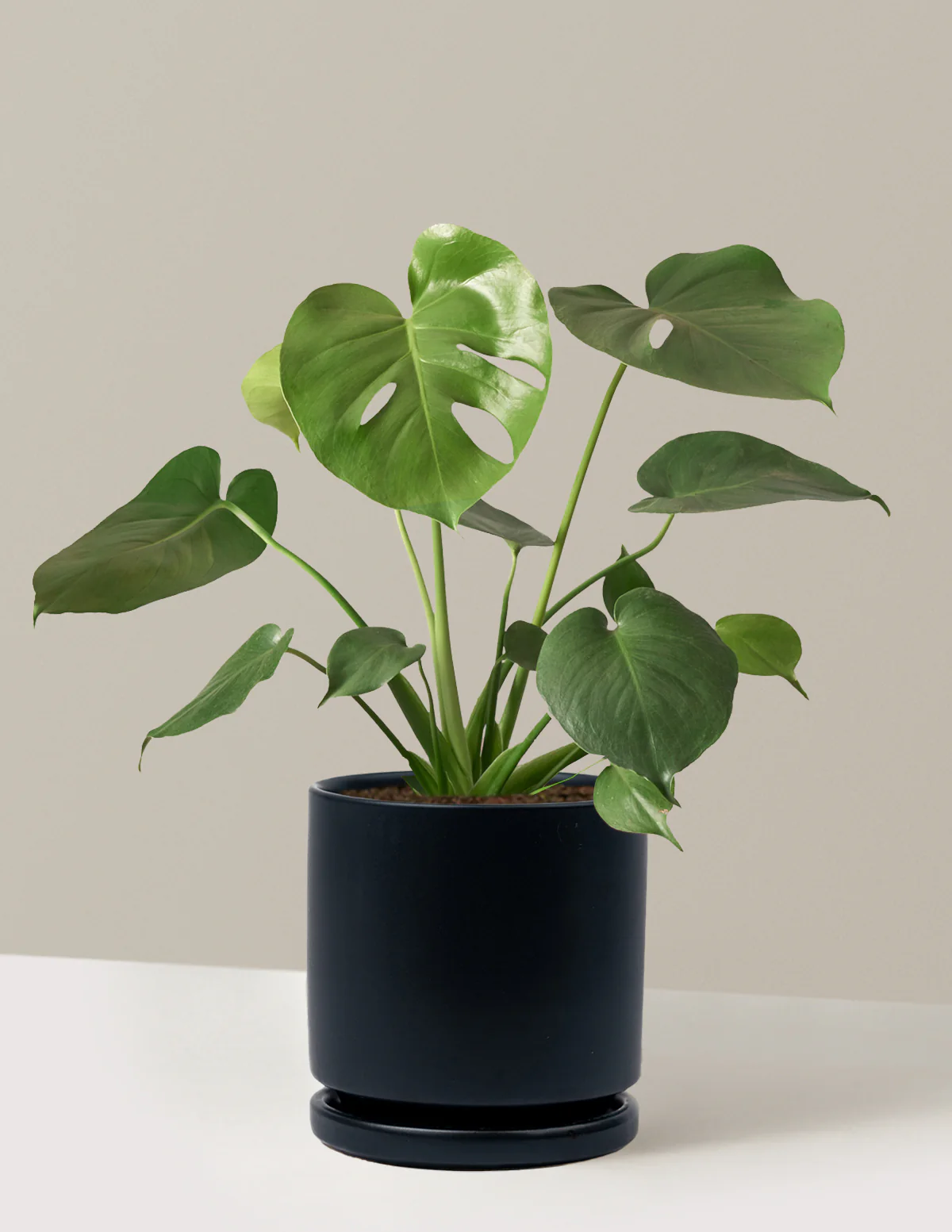 Monstera Deliciosa - Image 71