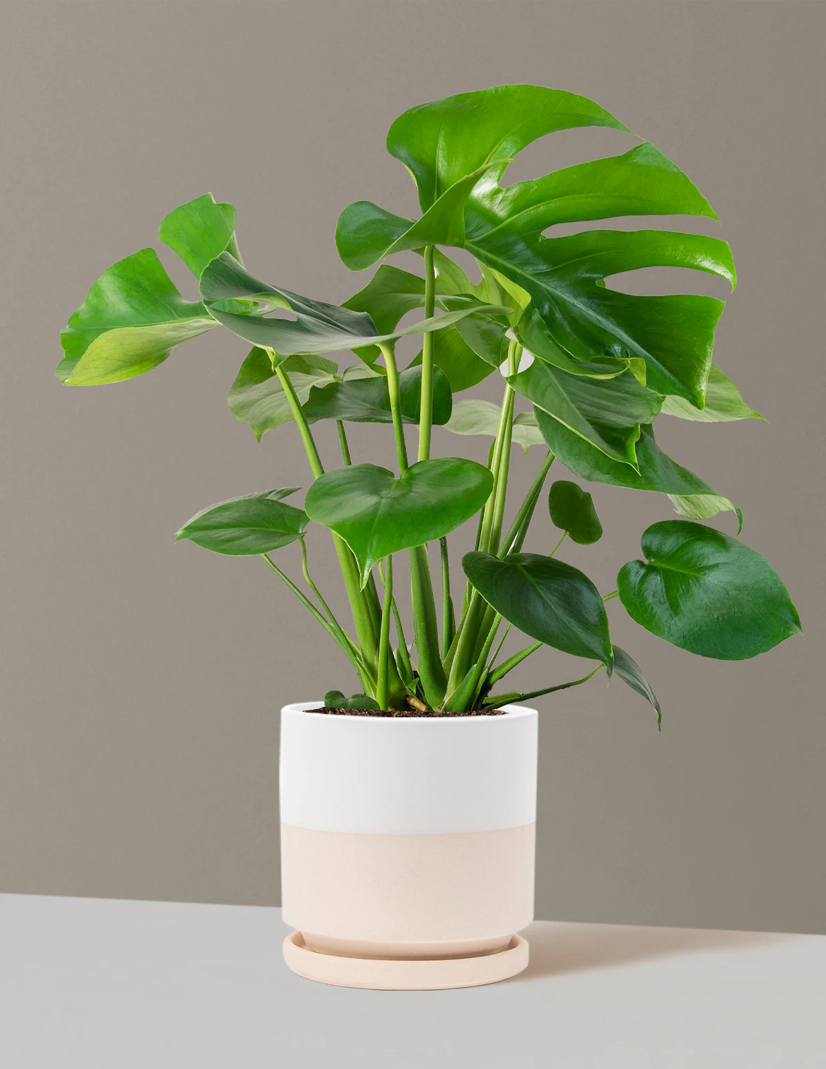 Monstera Deliciosa - Image 74