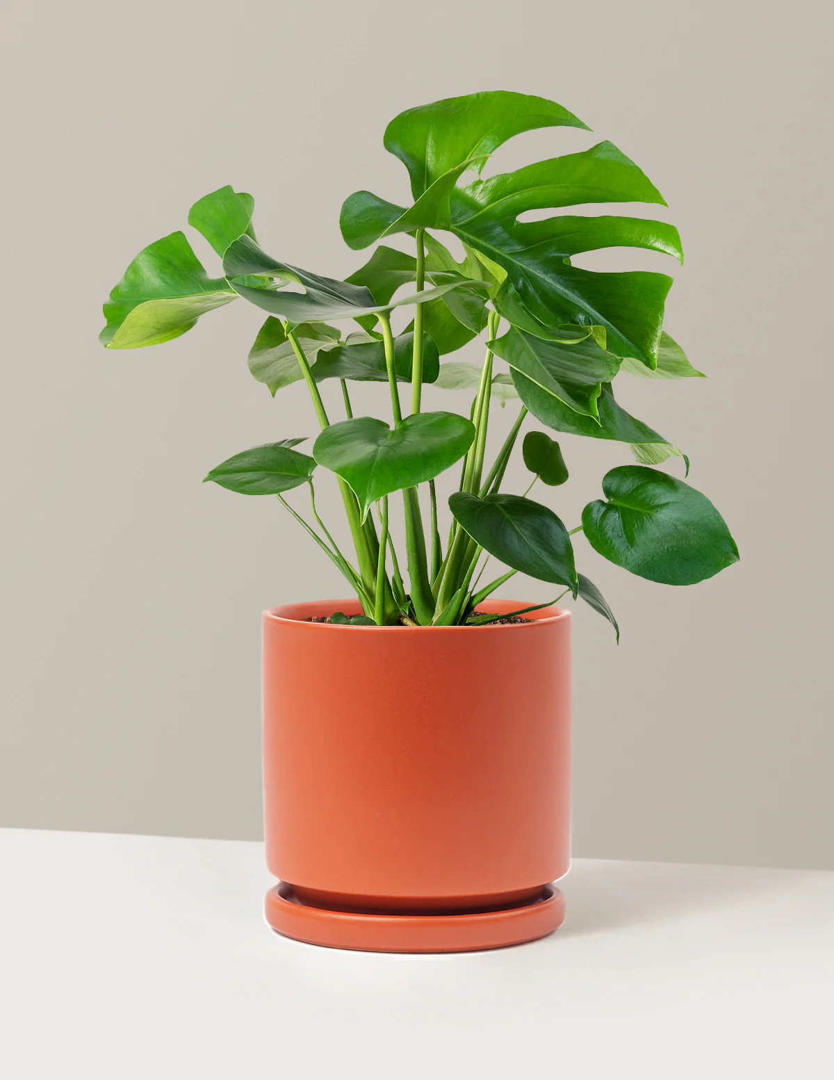 Monstera Deliciosa - Image 76