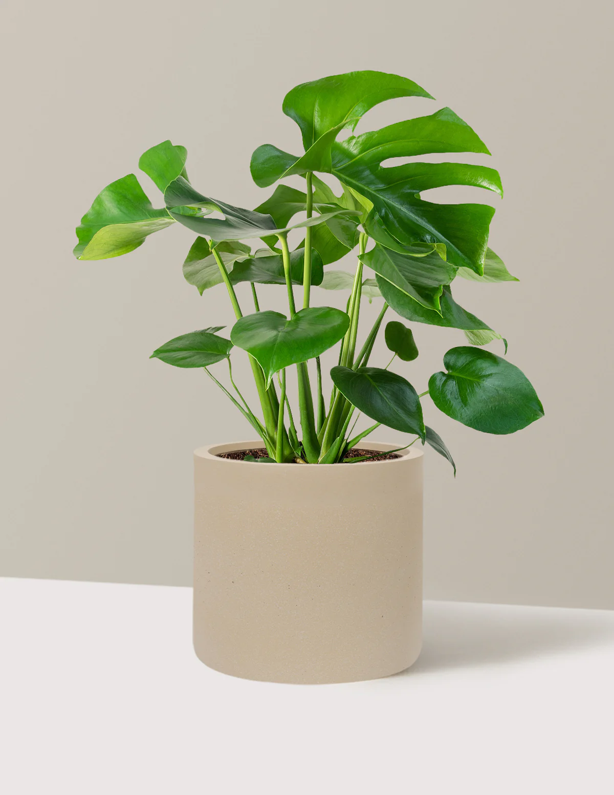 Monstera Deliciosa - Image 83
