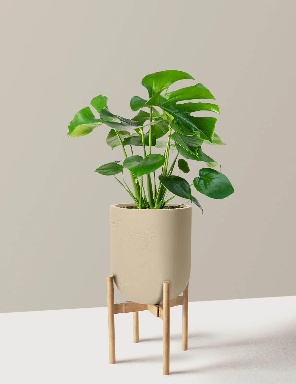 Monstera Deliciosa - Image 86