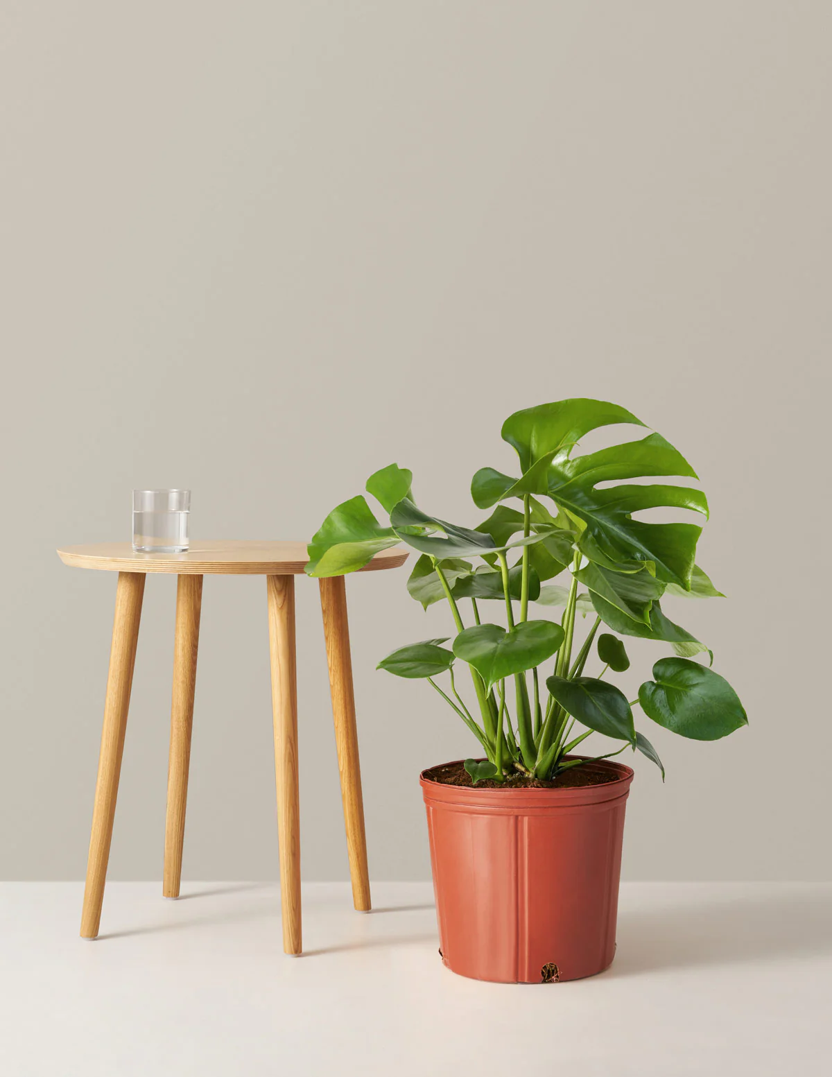 Monstera Deliciosa - Image 9