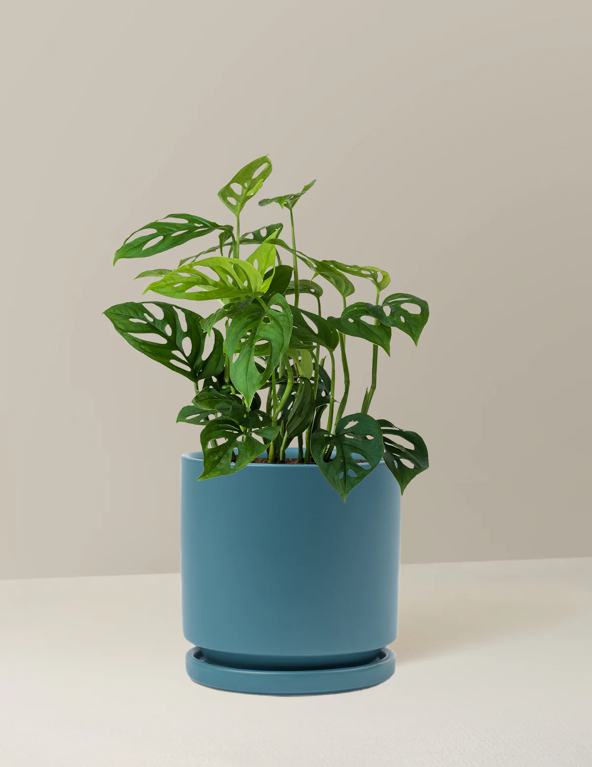 Monstera Esqueleto - Image 10