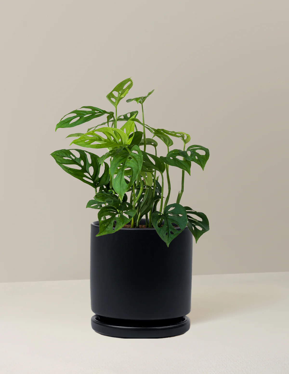 Monstera Esqueleto - Image 11