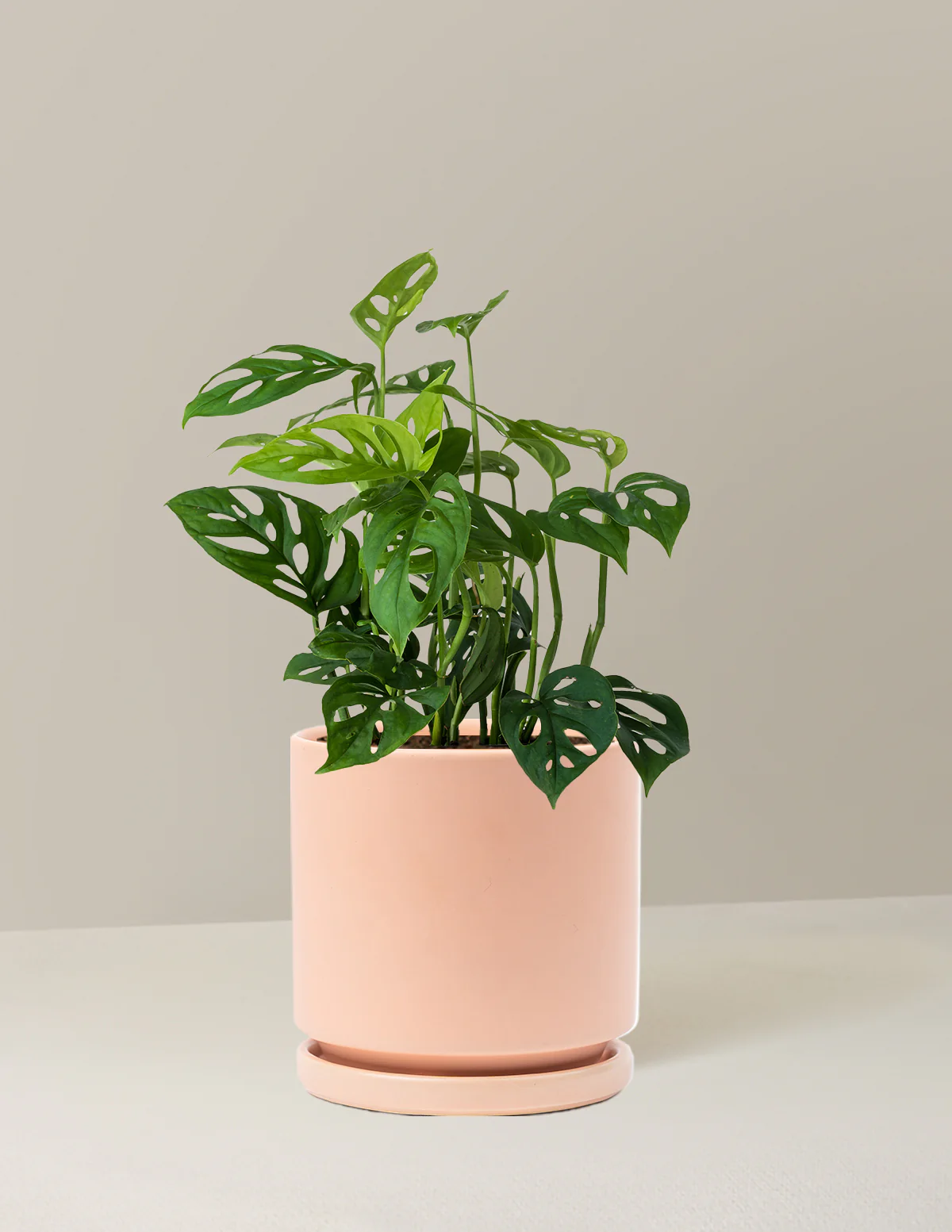 Monstera Esqueleto - Image 12