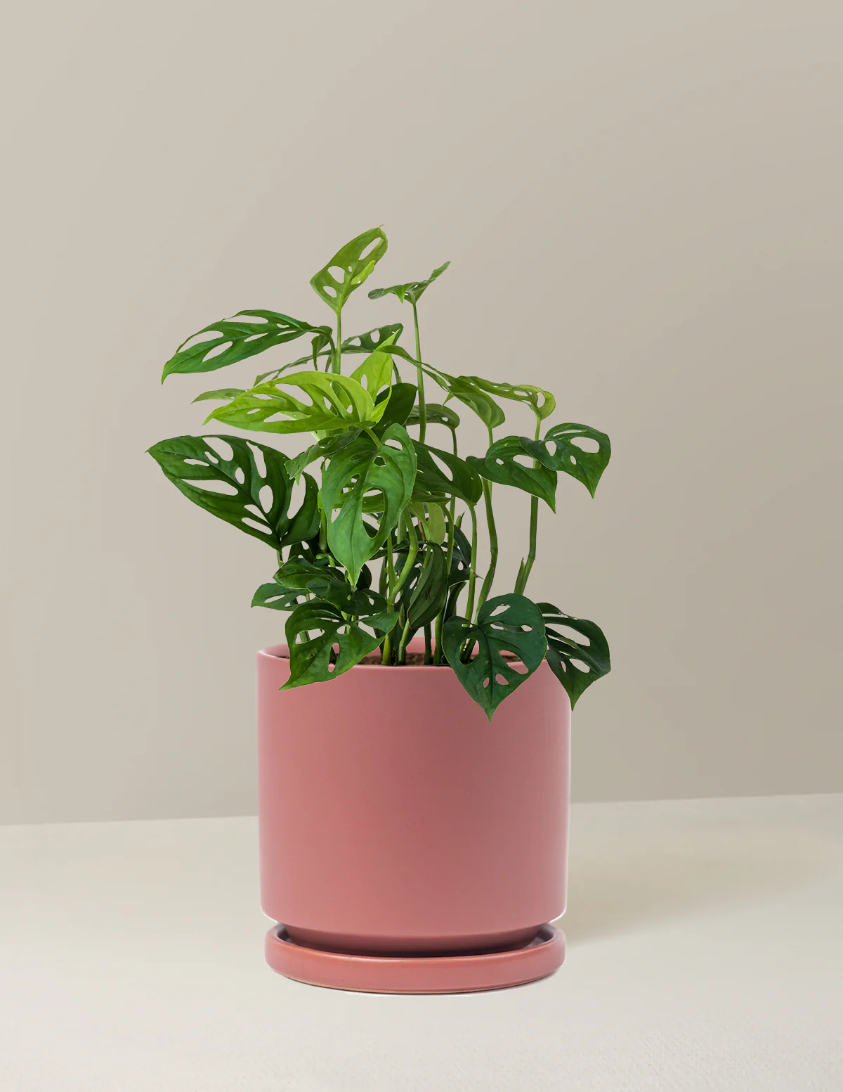 Monstera Esqueleto - Image 13
