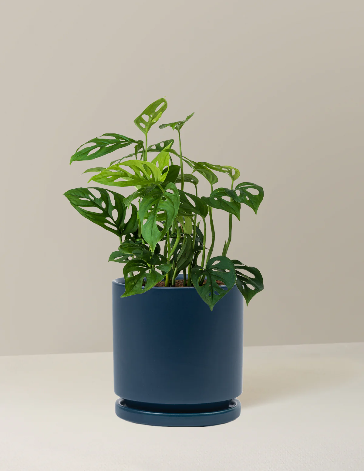 Monstera Esqueleto - Image 14