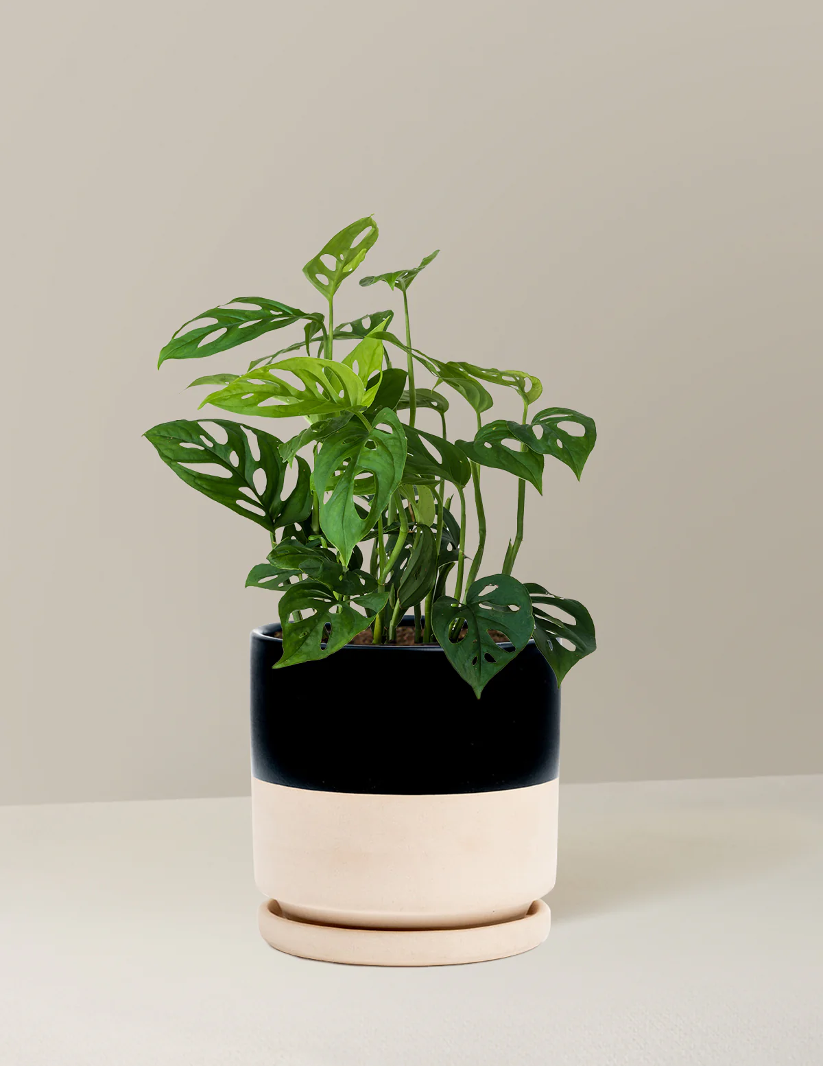 Monstera Esqueleto - Image 15