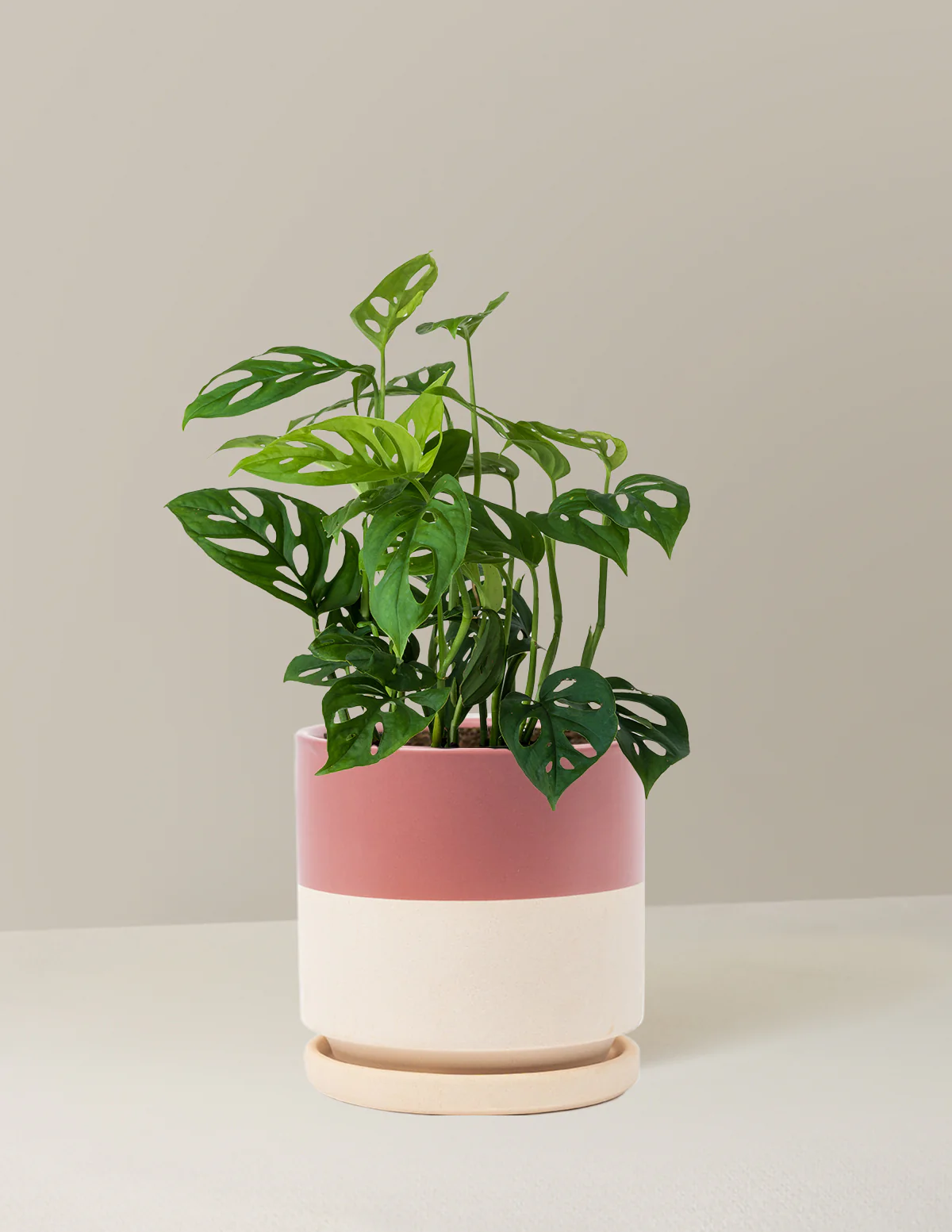 Monstera Esqueleto - Image 16