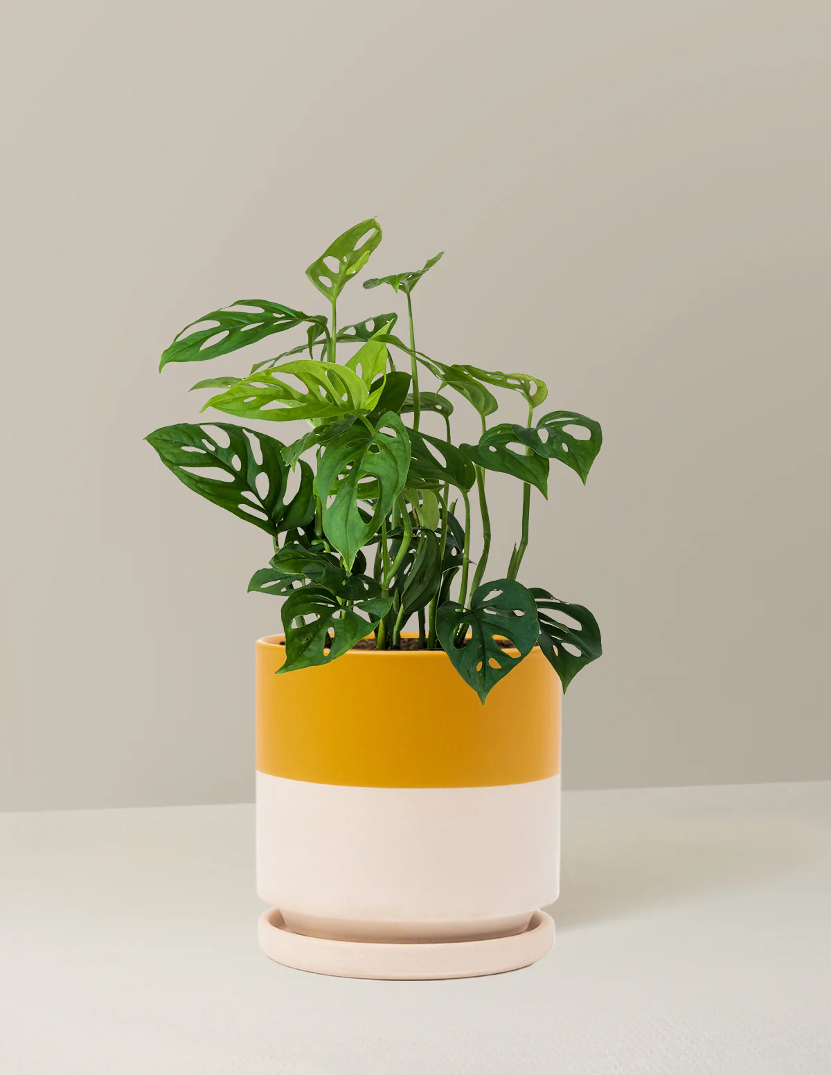 Monstera Esqueleto - Image 17