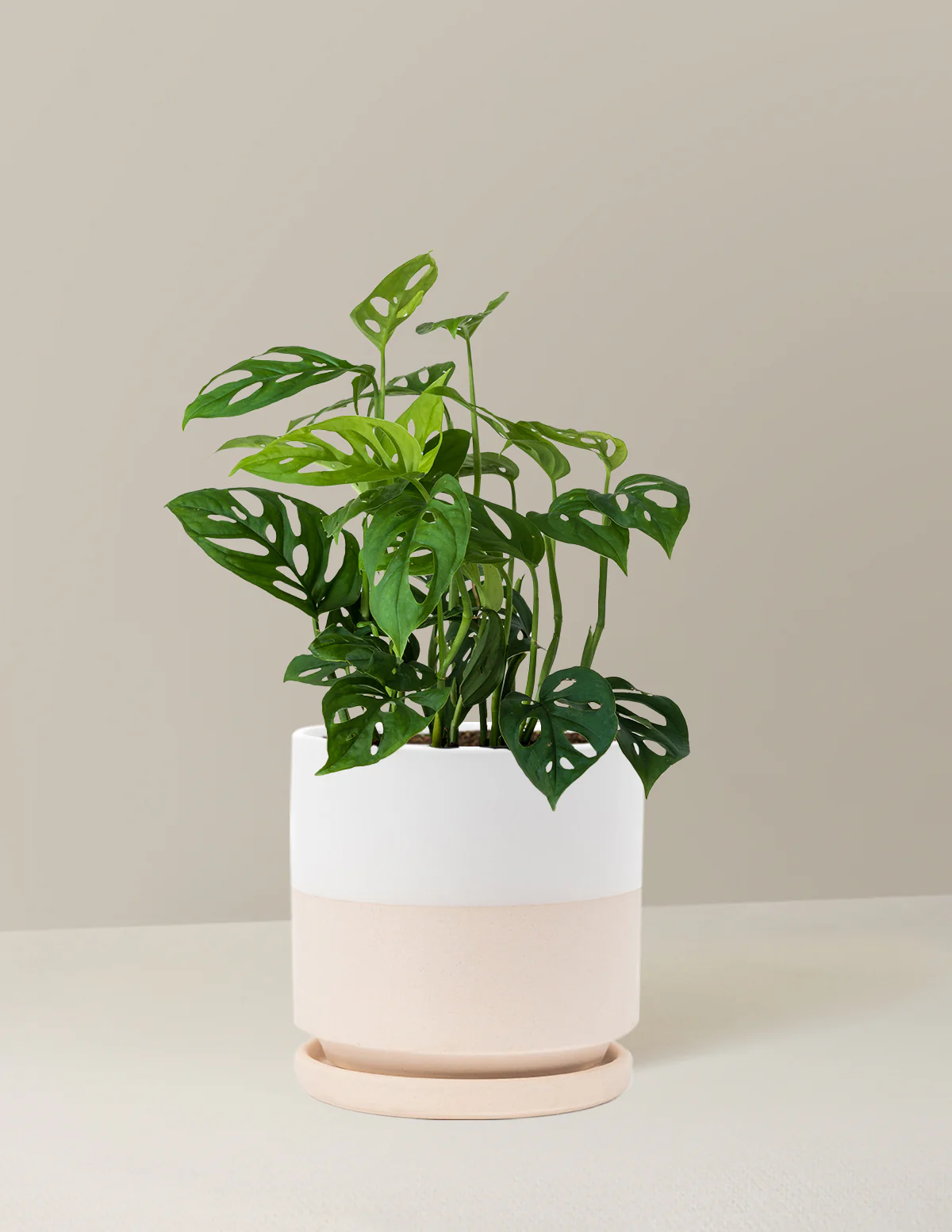Monstera Esqueleto - Image 18
