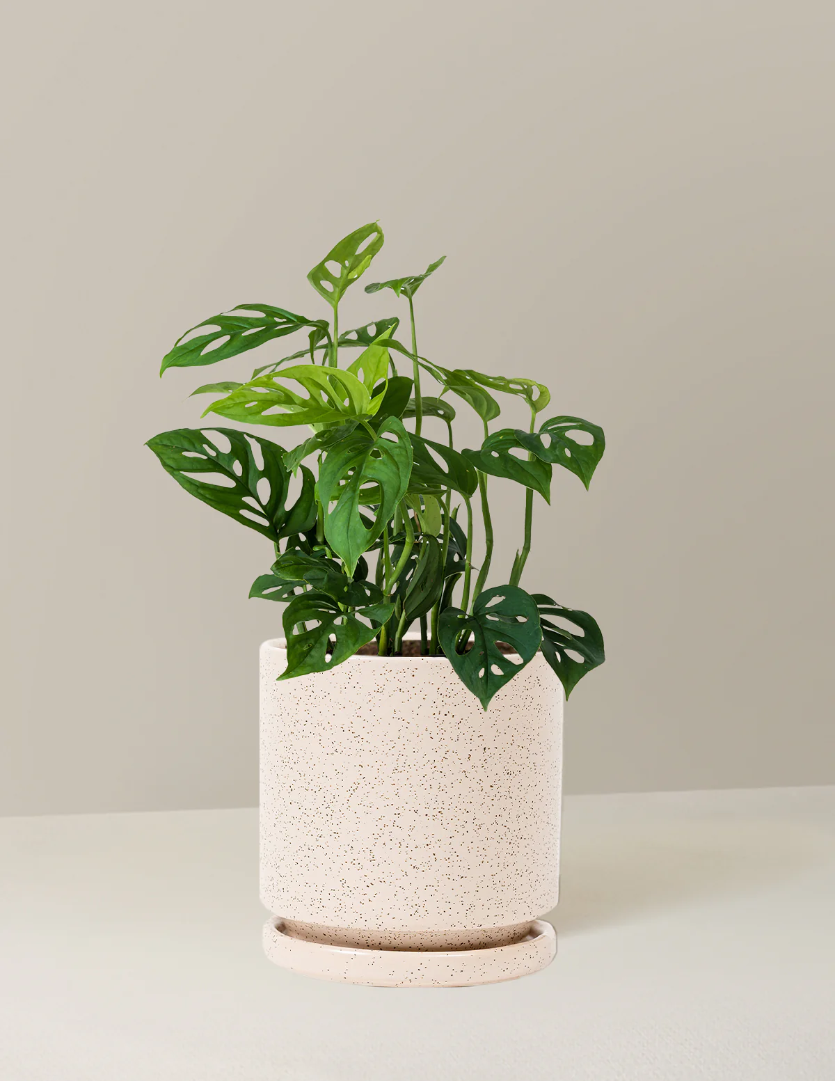 Monstera Esqueleto - Image 19
