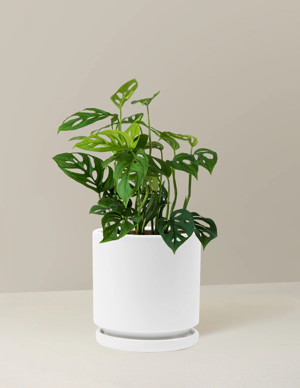 Monstera Esqueleto - Image 20