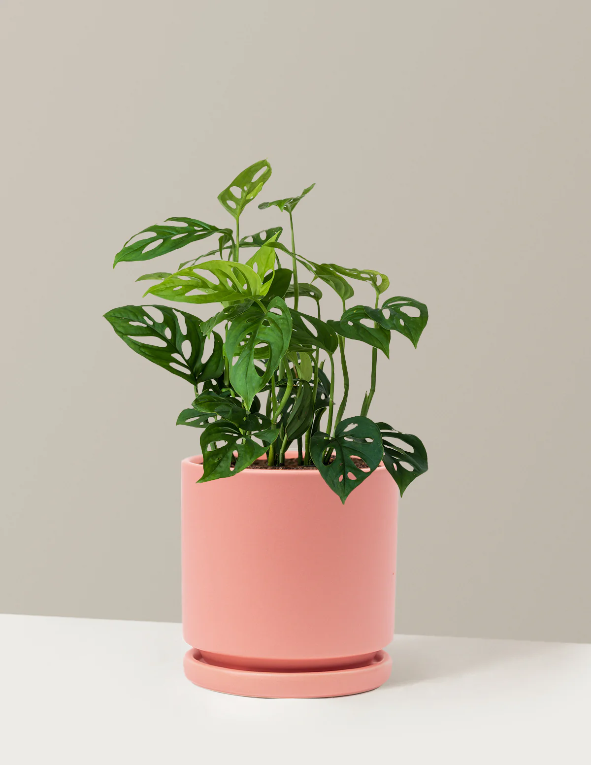 Monstera Esqueleto - Image 21