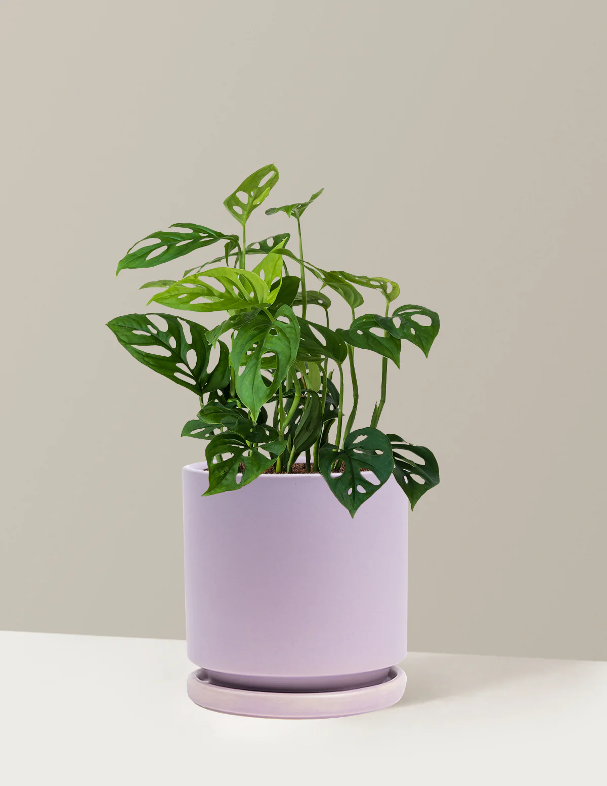 Monstera Esqueleto - Image 22