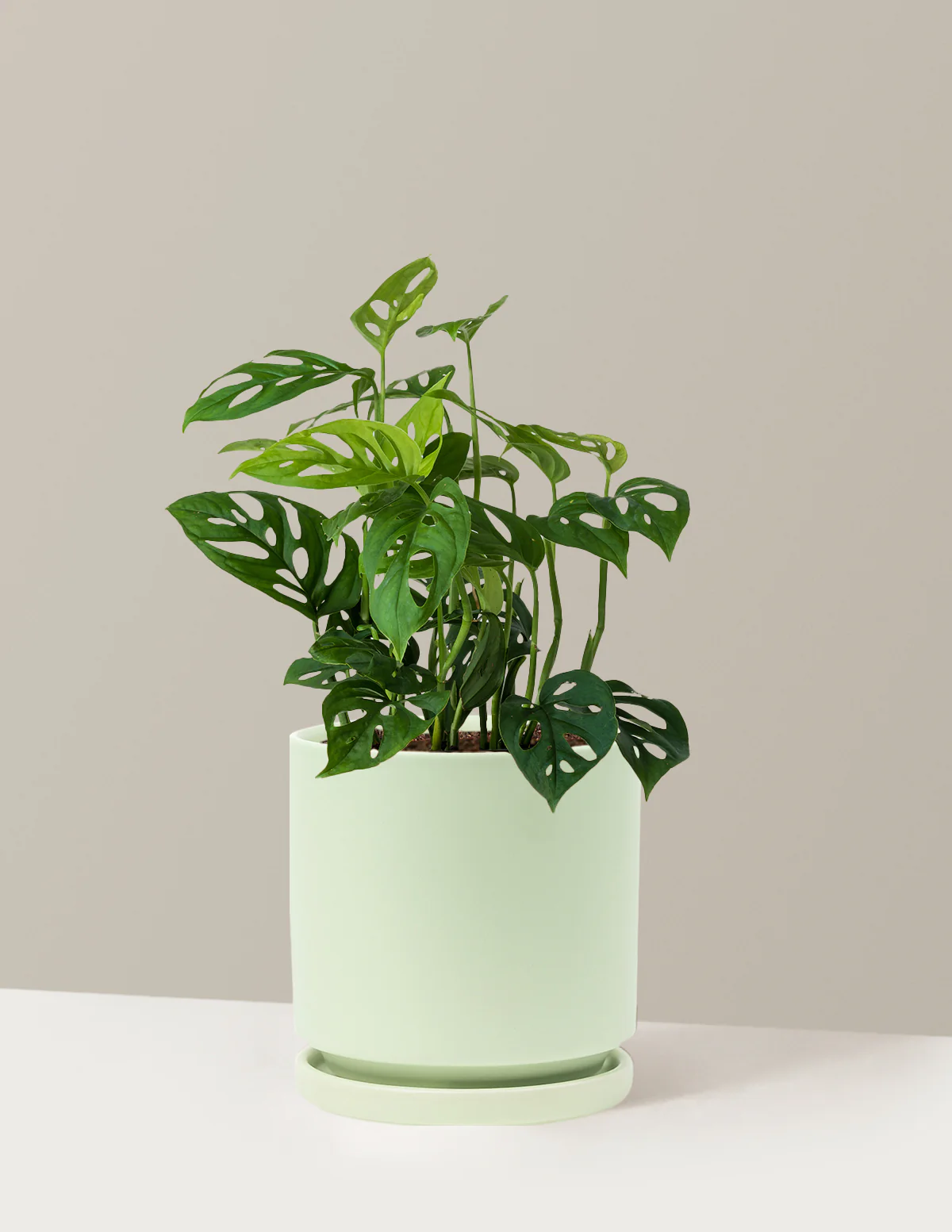 Monstera Esqueleto - Image 23