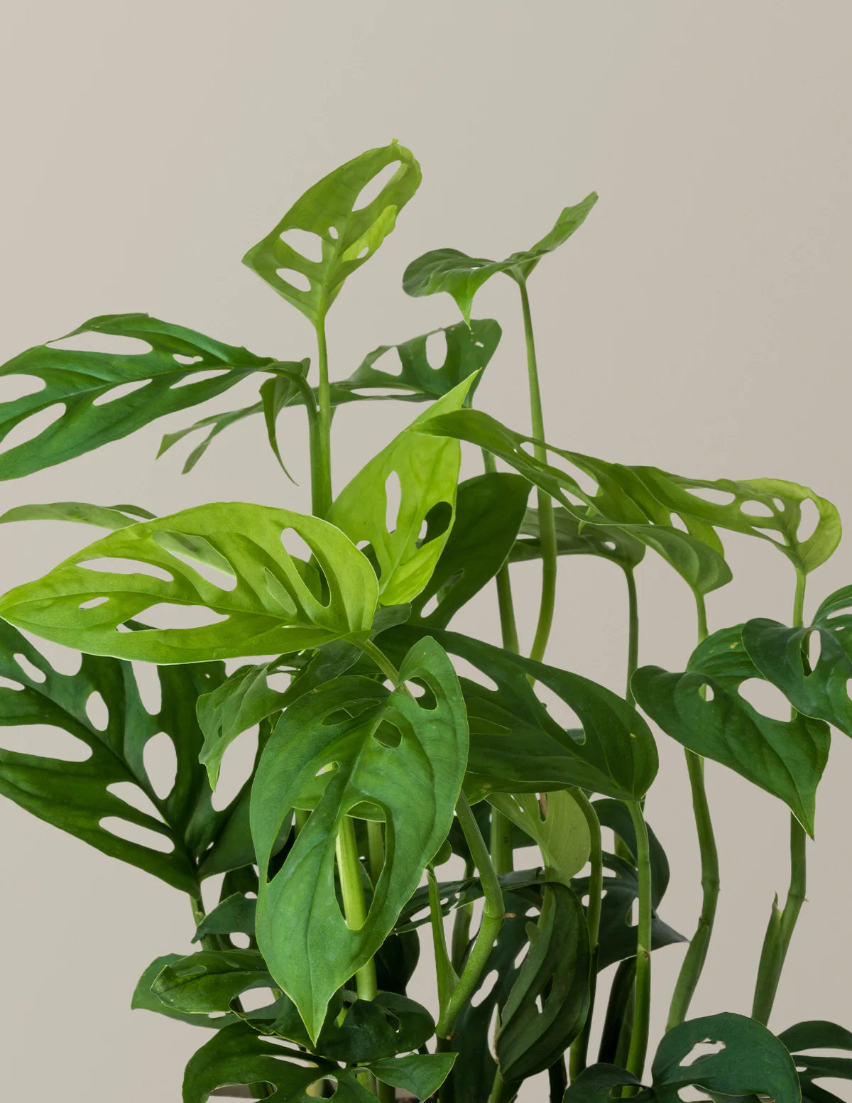 Monstera Esqueleto - Image 3