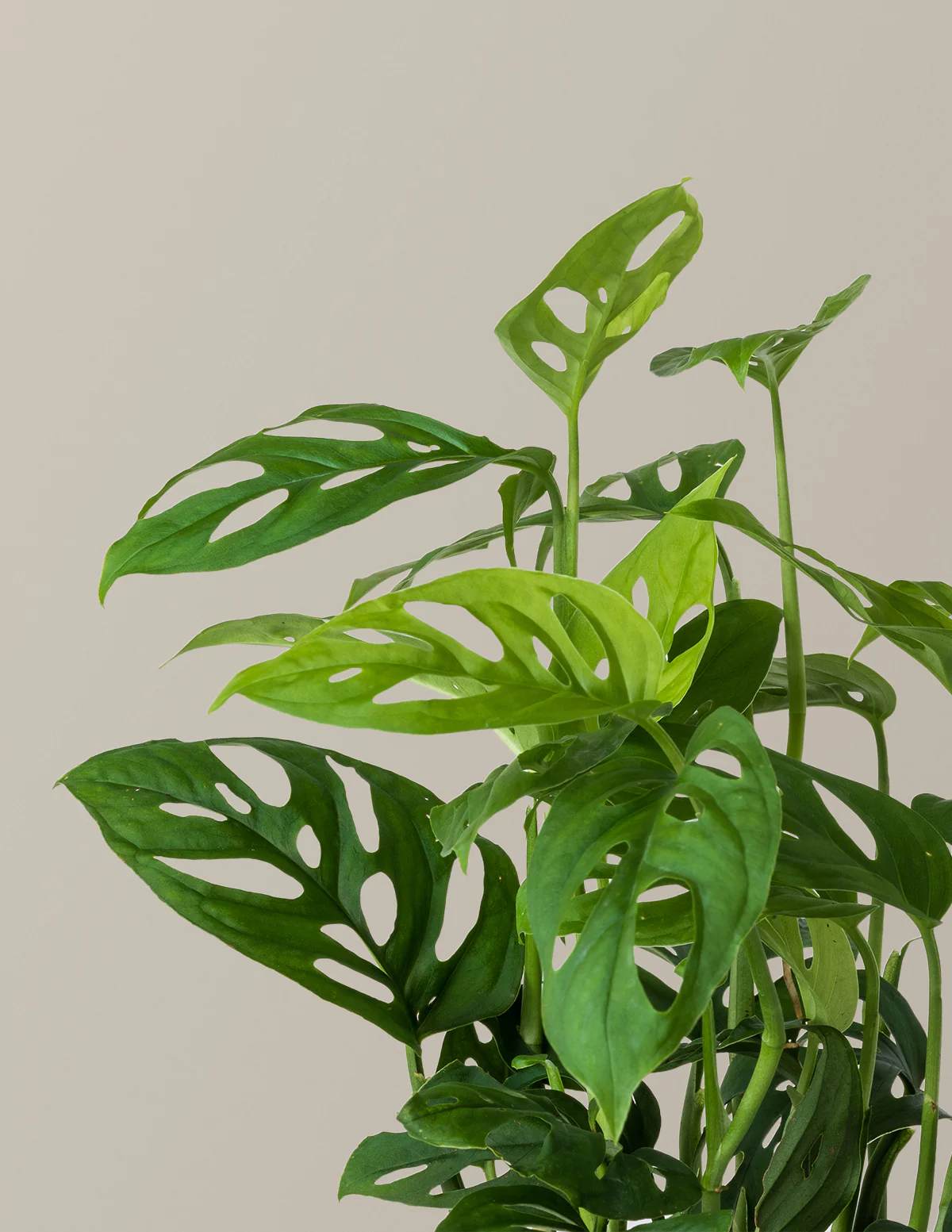 Monstera Esqueleto - Image 4