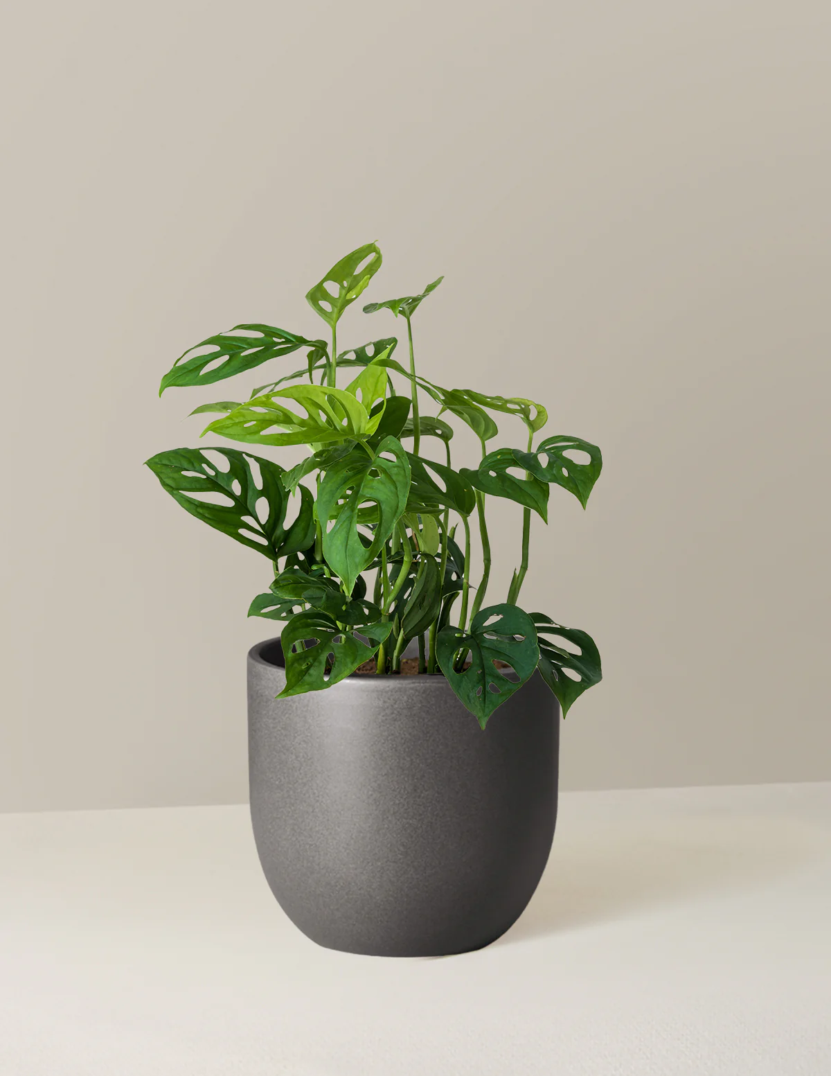 Monstera Esqueleto - Image 5