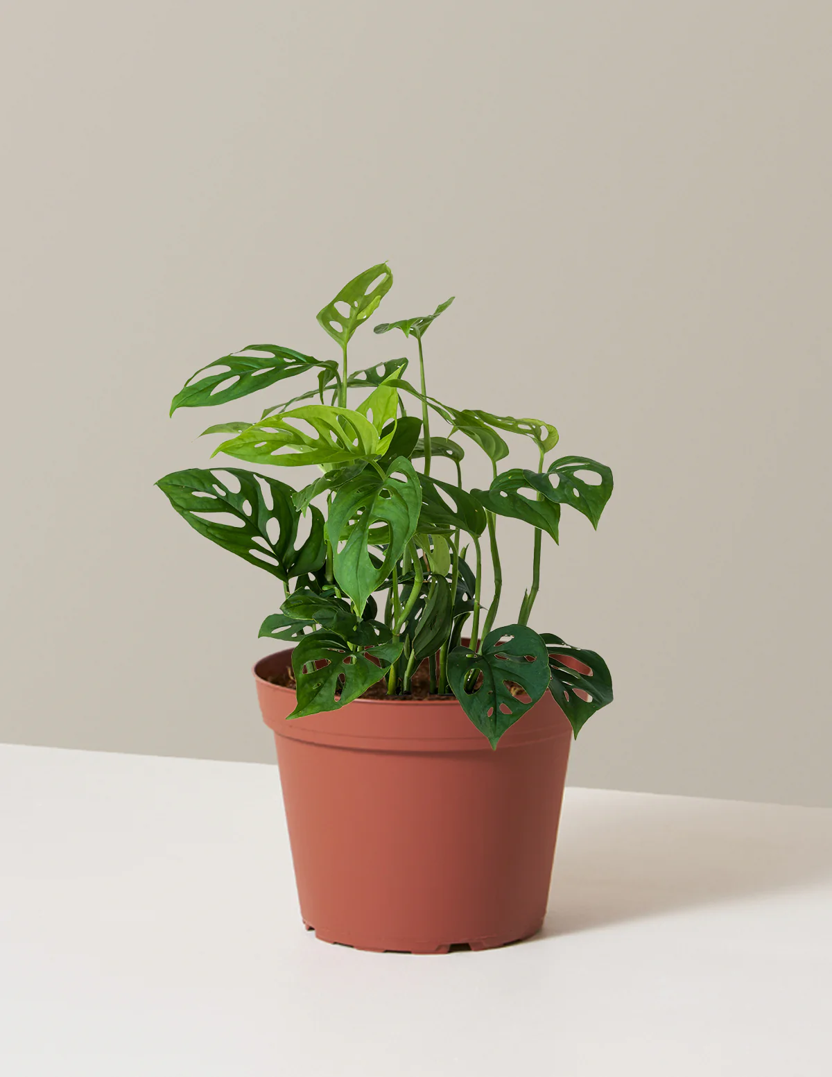 Monstera Esqueleto - Image 6