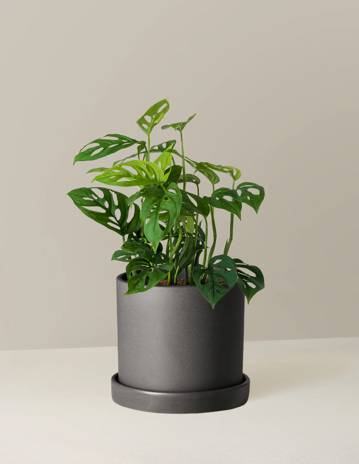Monstera Esqueleto - Image 7