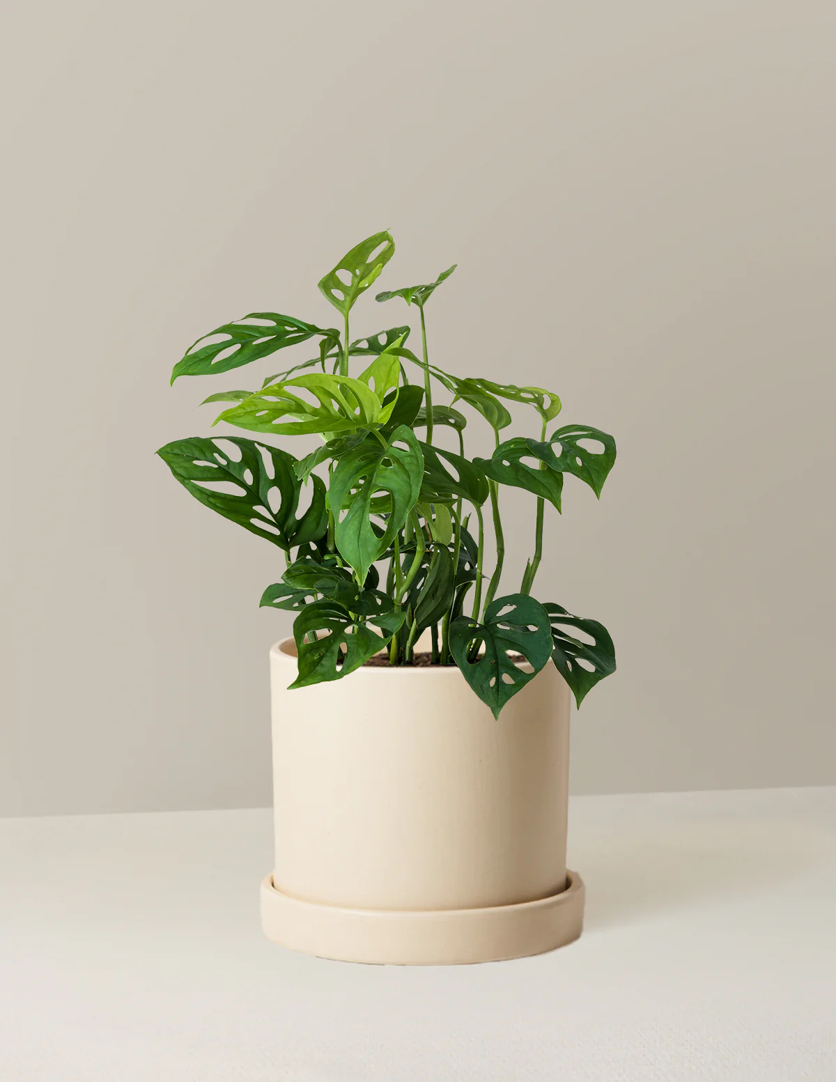 Monstera Esqueleto - Image 8